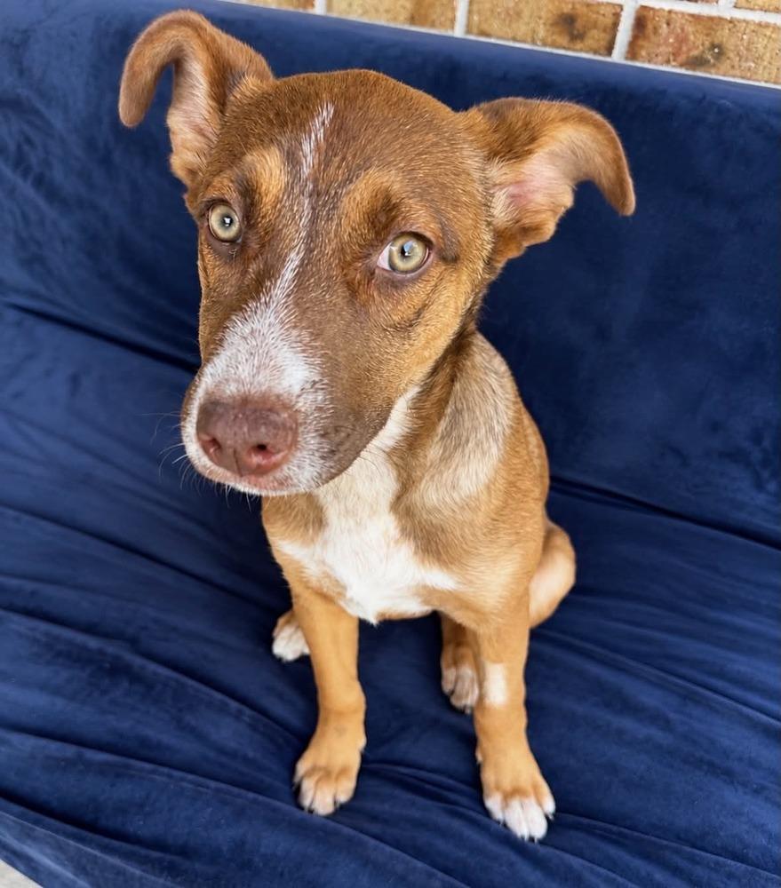 Enlarge Juni, a Adoptable mixed breed in Boulder, CO image 3/6