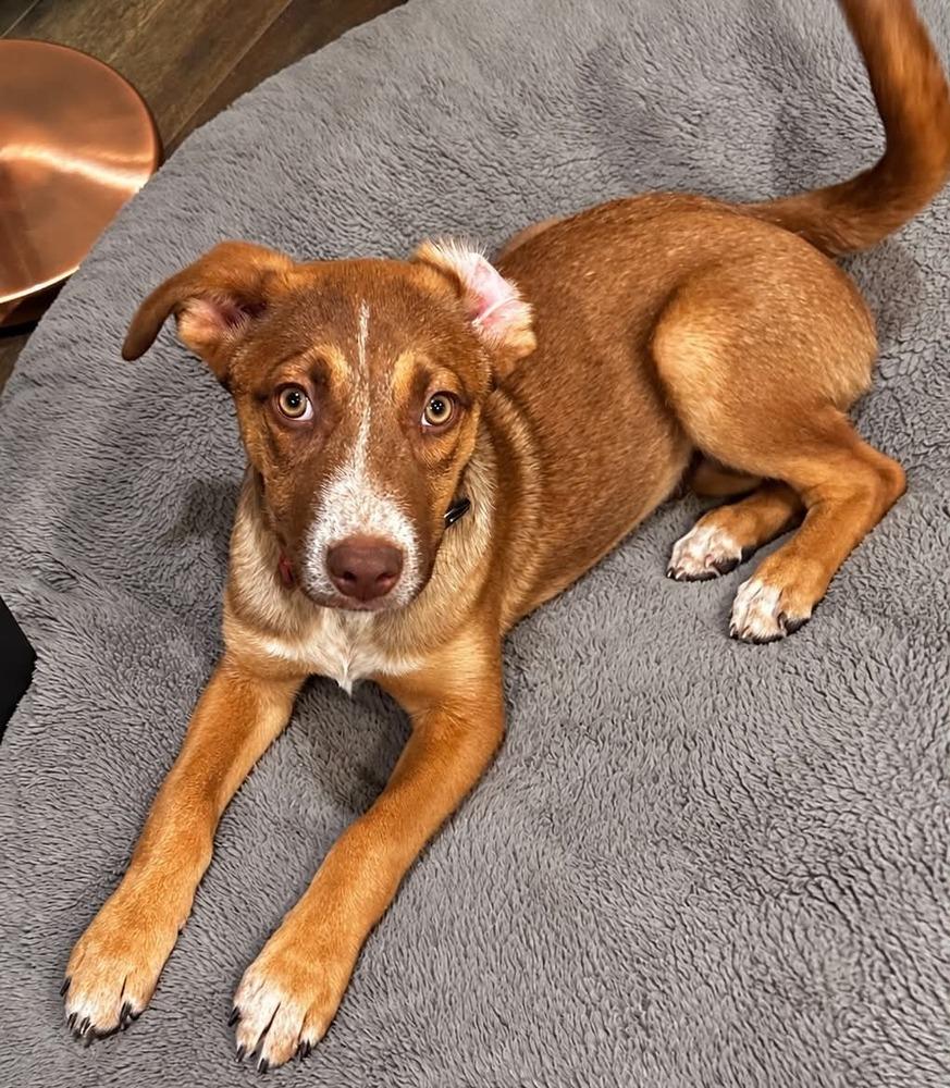 Enlarge Juni, a Adoptable mixed breed in Boulder, CO image 4/6