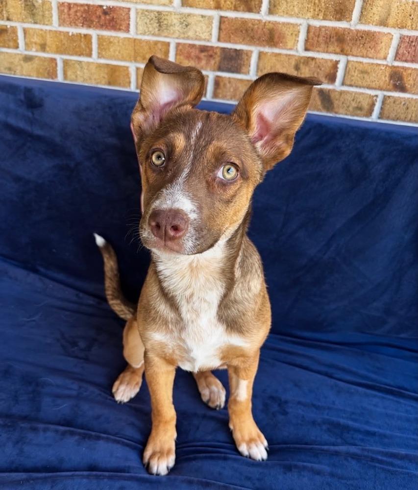 Enlarge Juni, a Adoptable mixed breed in Boulder, CO image 5/6