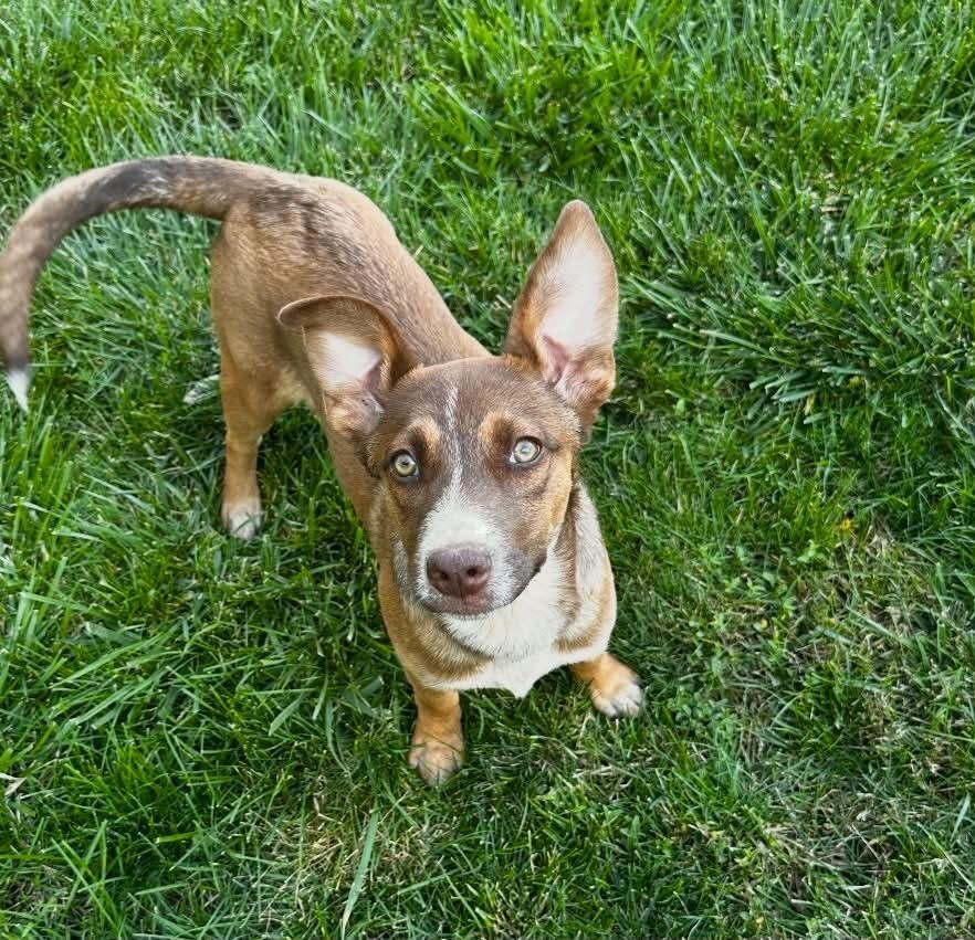 Enlarge Juni, a Adoptable mixed breed in Boulder, CO image 6/6