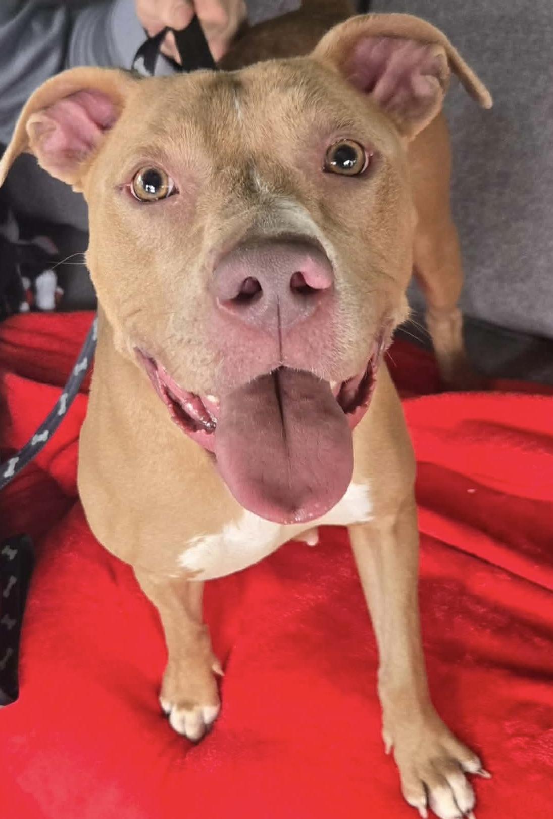 Enlarge Greta, a ADOPTABLE mixed breed in Clay, NY image 1/3