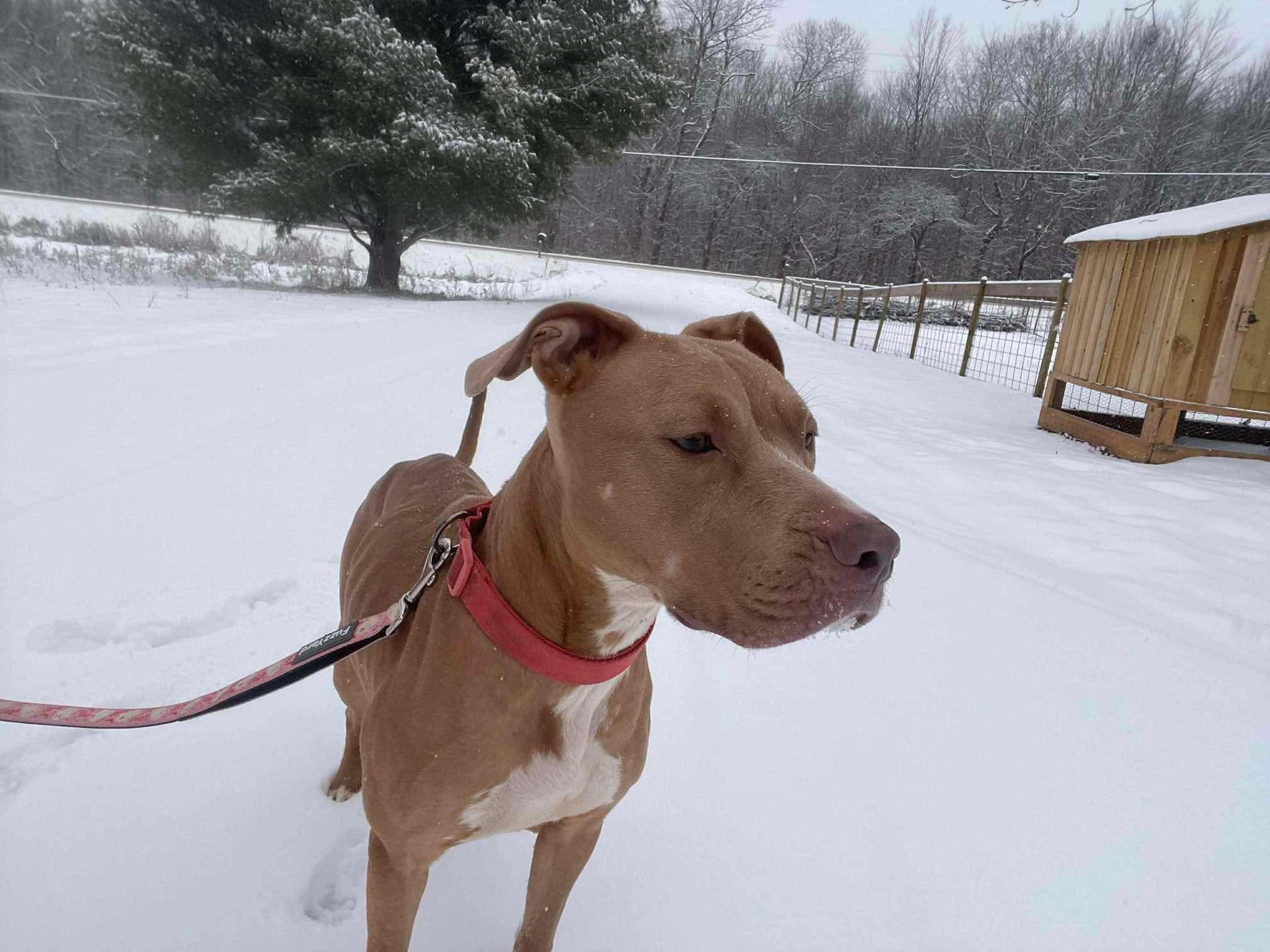 Greta, a ADOPTABLE mixed breed in Clay, NY image 2/2