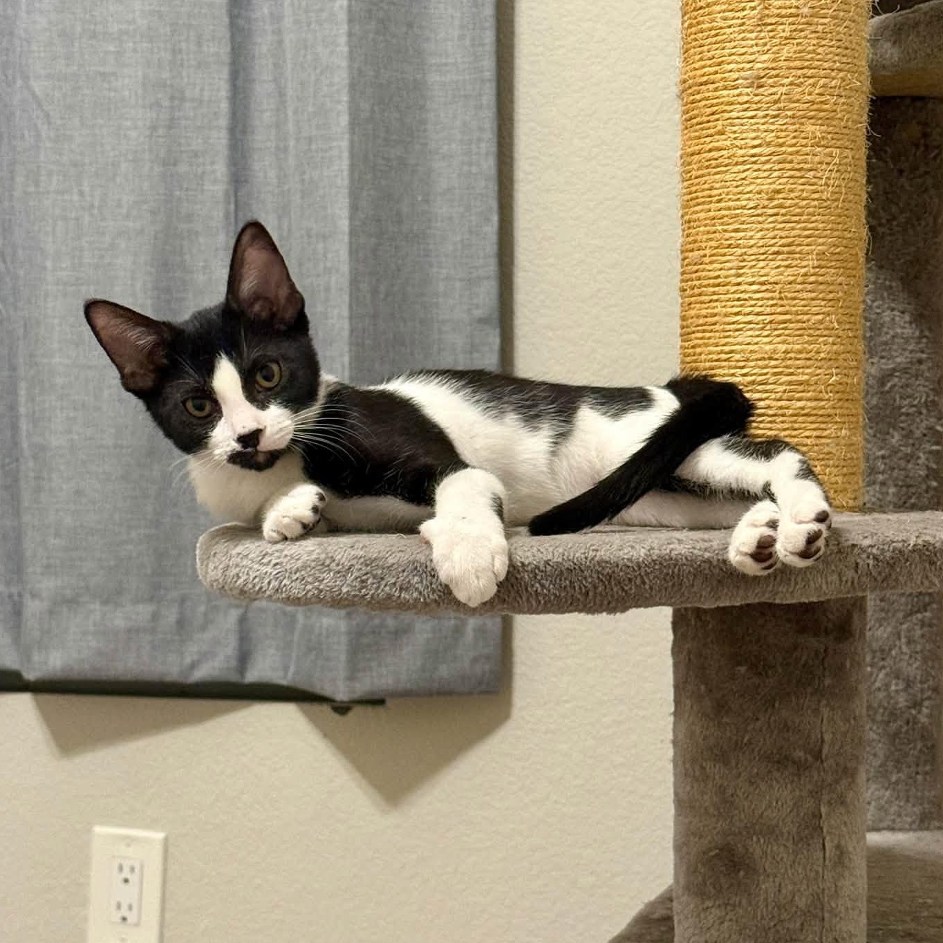 Enlarge Hendricks, a Adopted Domestic Short Hair in Queen Creek, AZ image 2/4