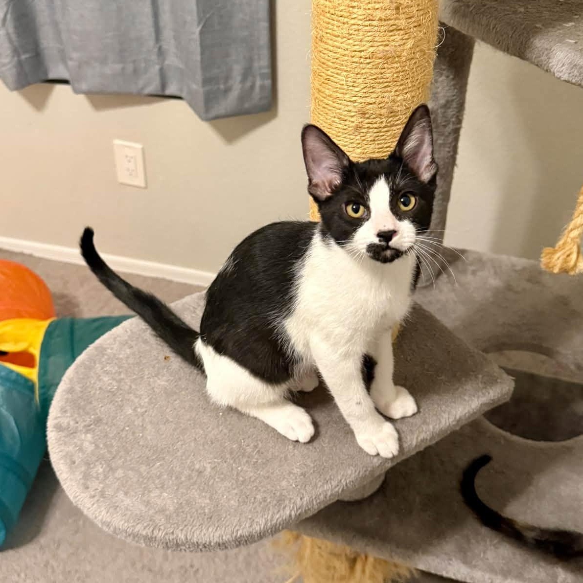 Hendricks, Adopted, Kitten Male Domestic Short Hair.
