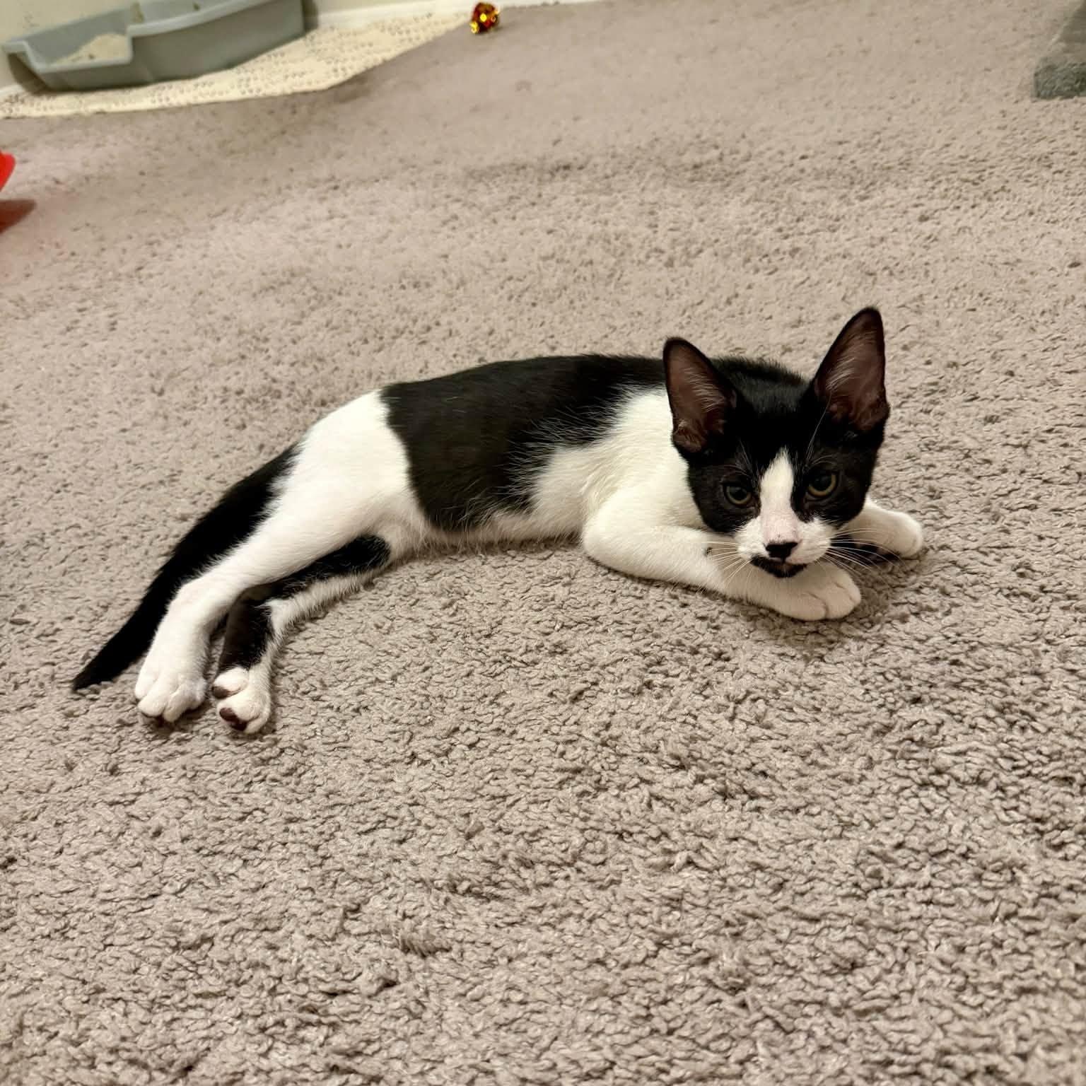Enlarge Hendricks, a Adopted Domestic Short Hair in Queen Creek, AZ image 3/4