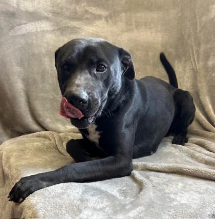 Enlarge Ninja, a Adoptable mixed breed in West Memphis, AR image 1/2