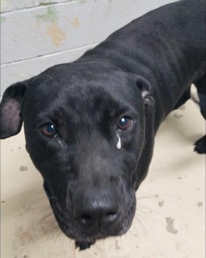 Ninja, Adoptable, Adult Male Terrier & Labrador Retriever.