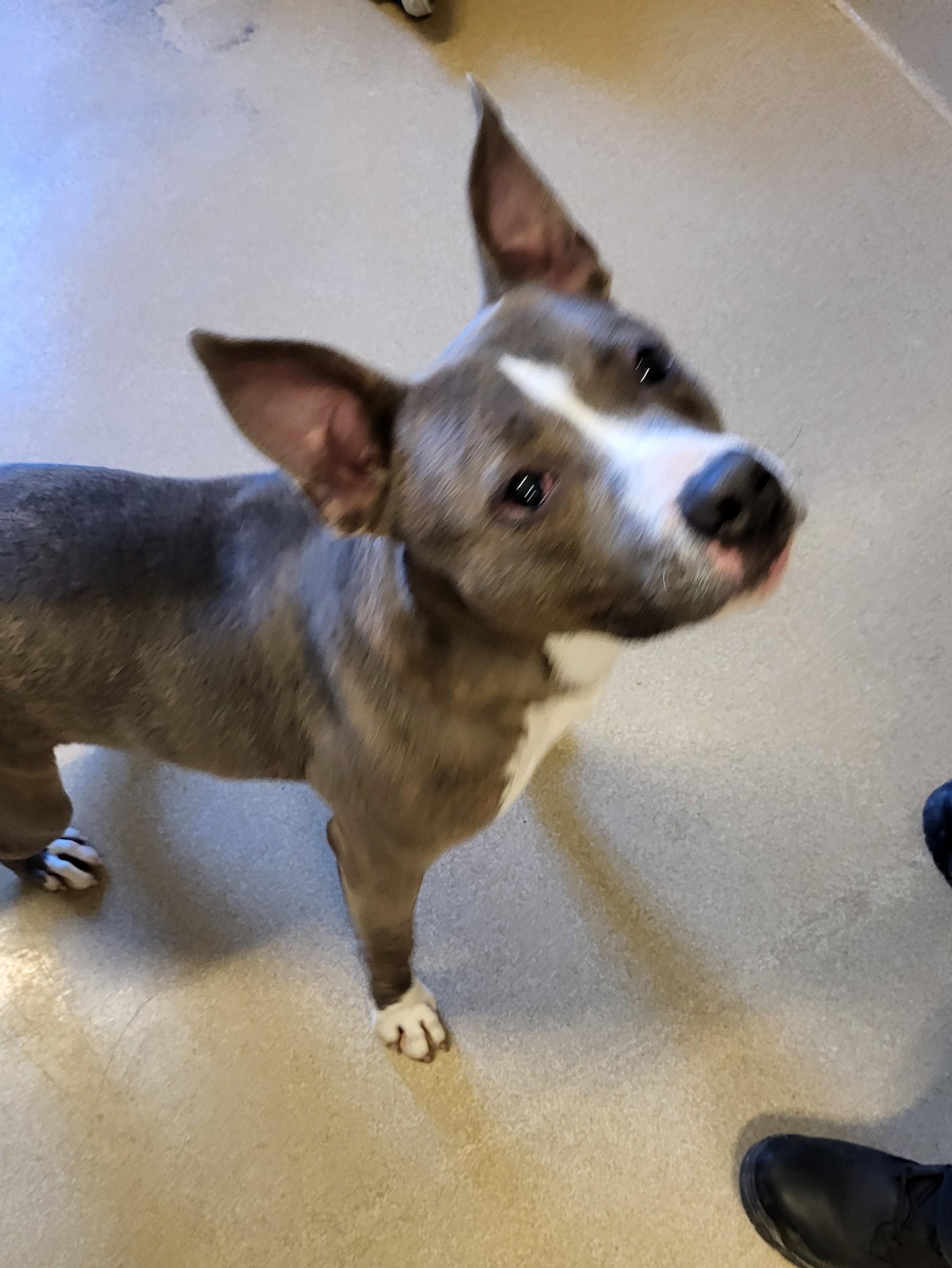 25-0692 "Kora", ADOPTABLE, Puppy Female Bull Terrier.