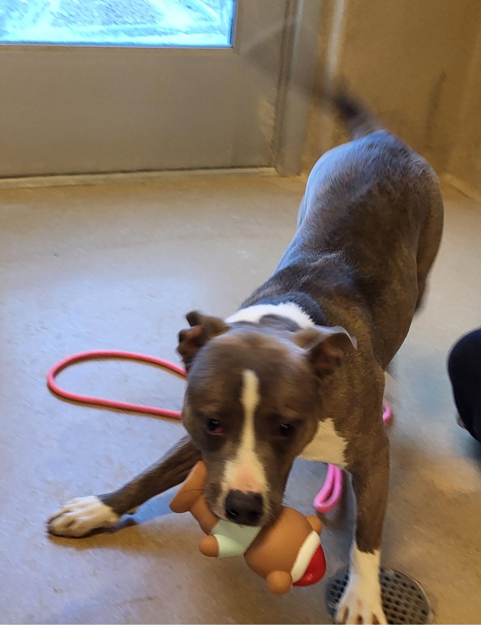 Enlarge 25-0692 "Kora", a ADOPTABLE mixed breed in Leavenworth, KS image 4/4