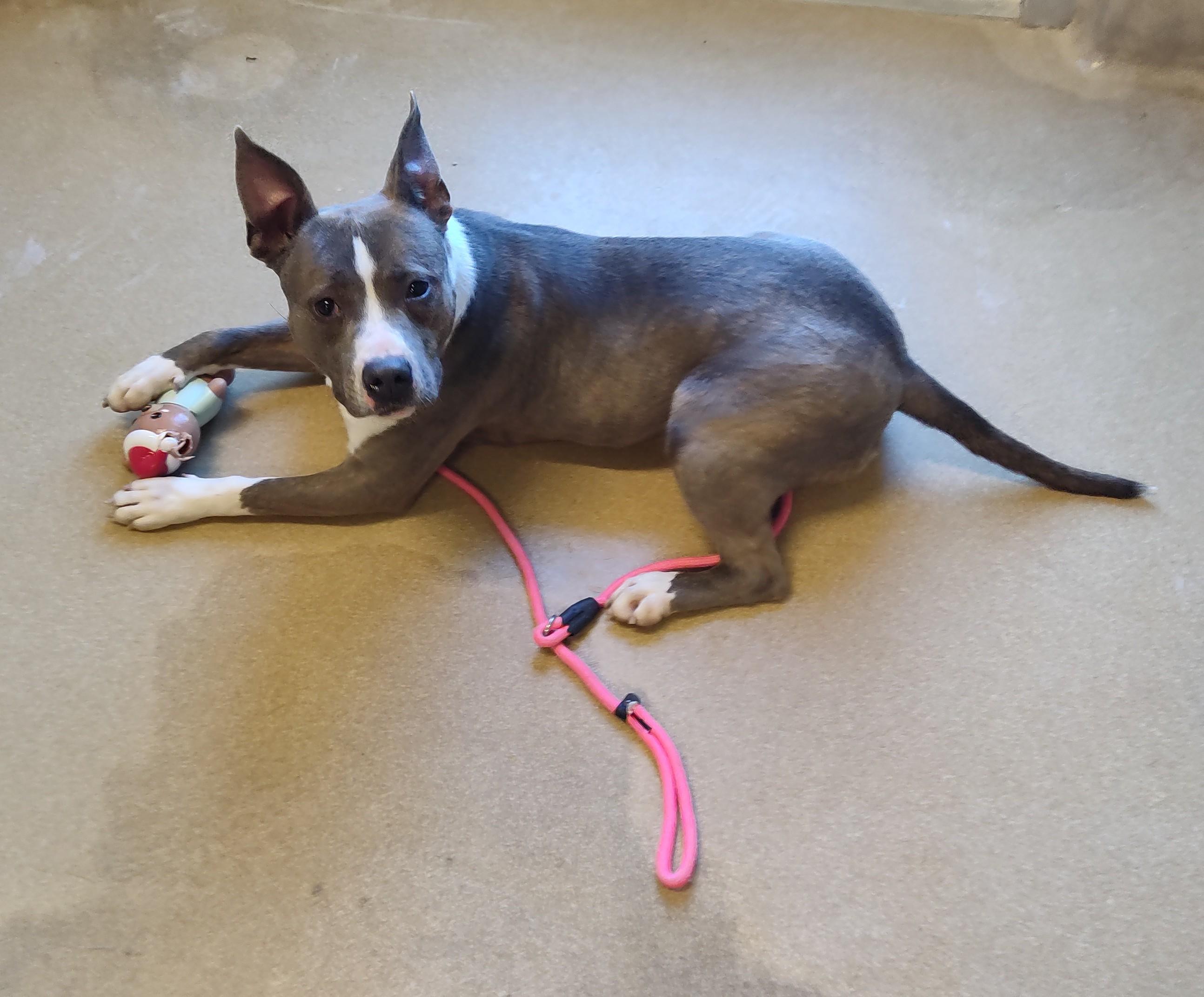 Enlarge 25-0692 "Kora", a ADOPTABLE mixed breed in Leavenworth, KS image 2/4