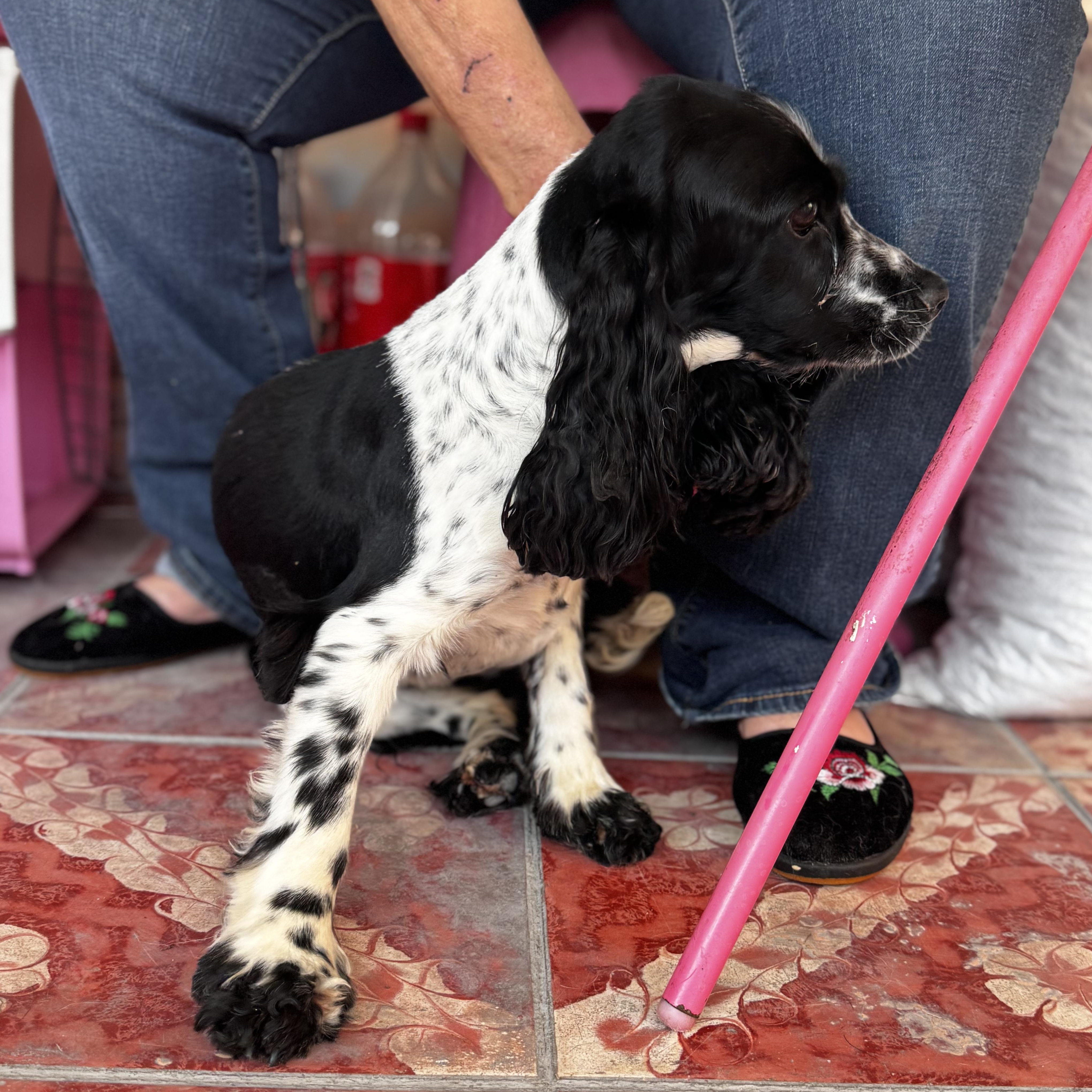 Enlarge Lola, an adopted Cocker Spaniel in Manvel, TX image 3/6