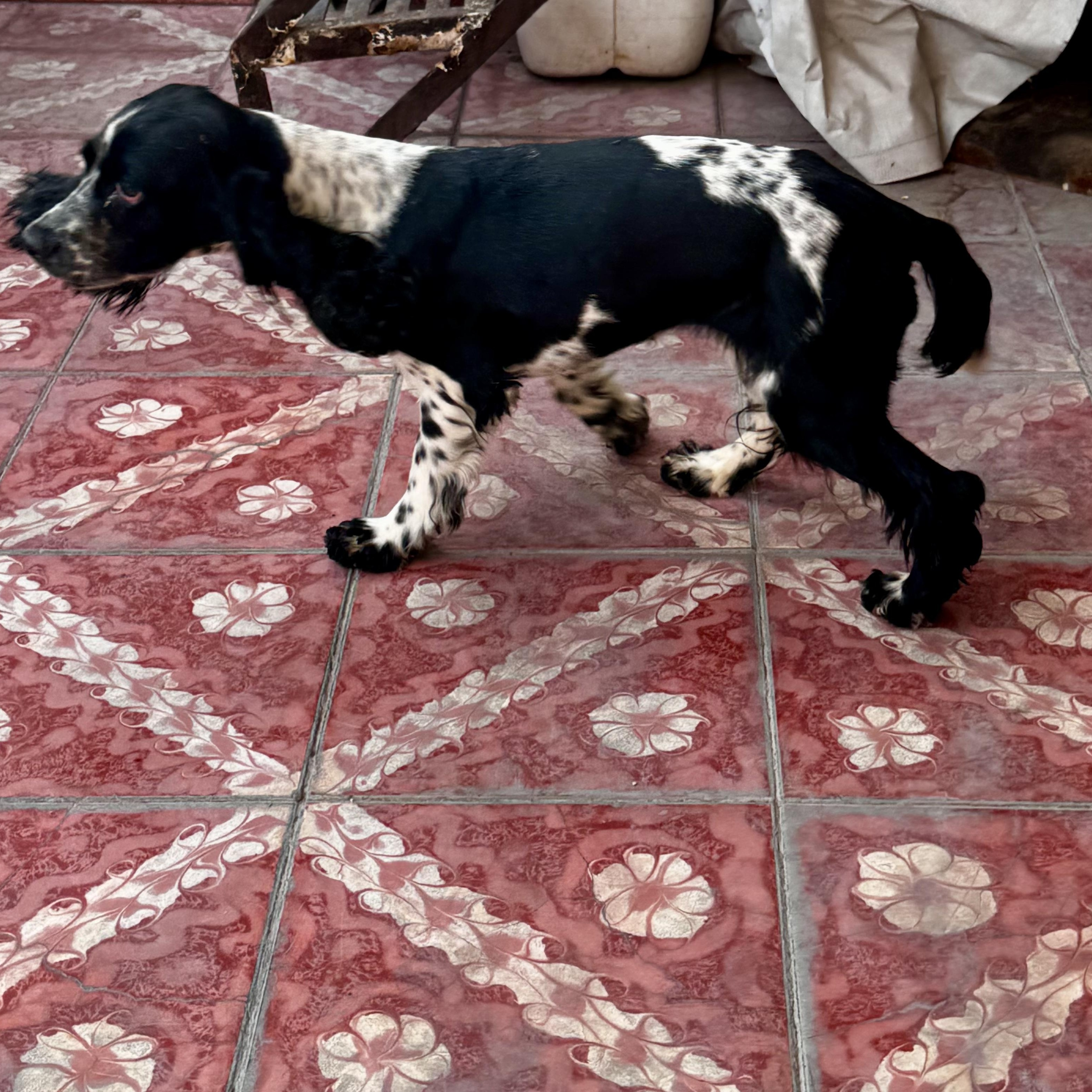 Enlarge Lola, an adopted Cocker Spaniel in Manvel, TX image 2/6