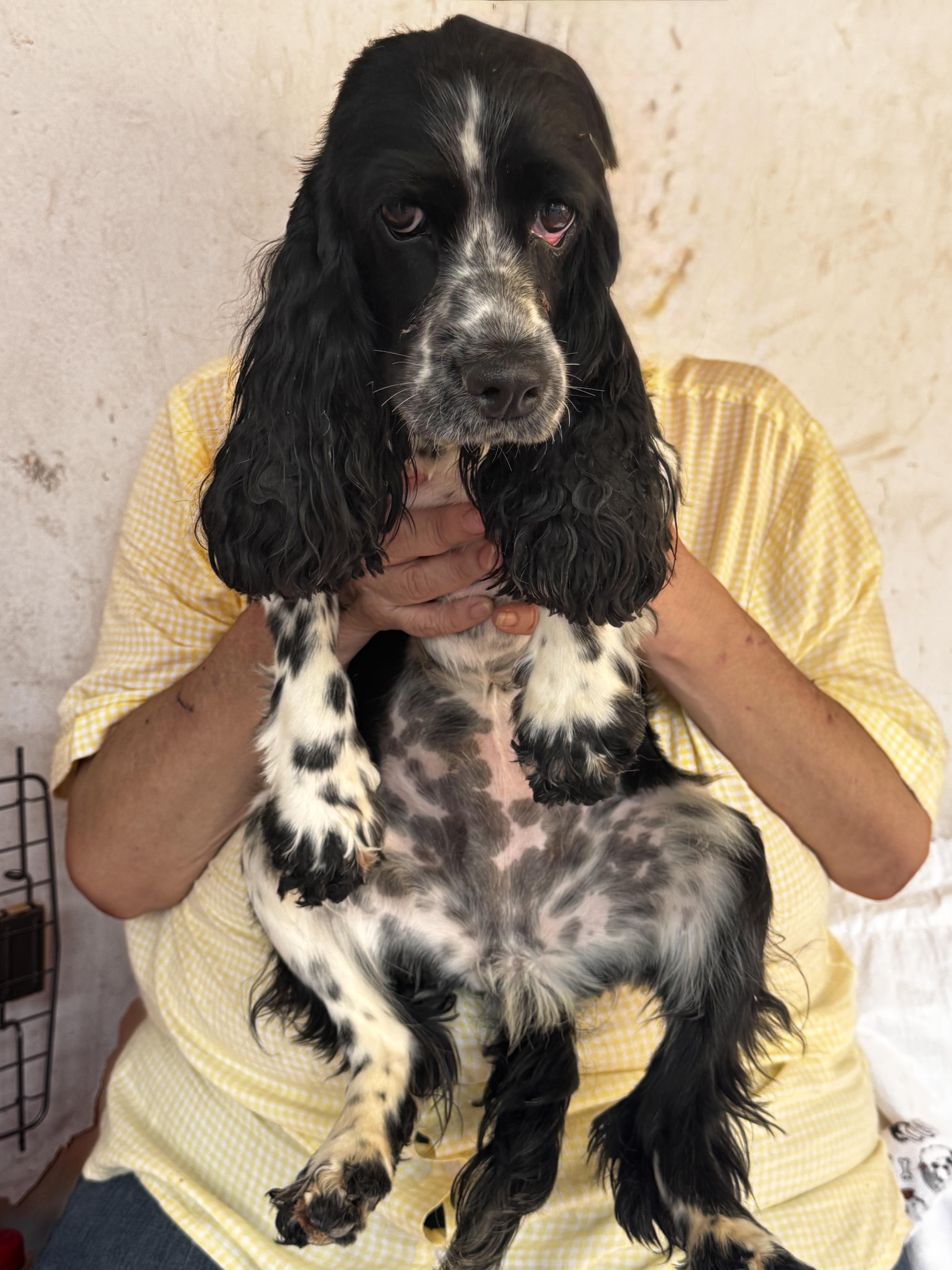 Enlarge Lola, an adopted Cocker Spaniel in Manvel, TX image 4/6