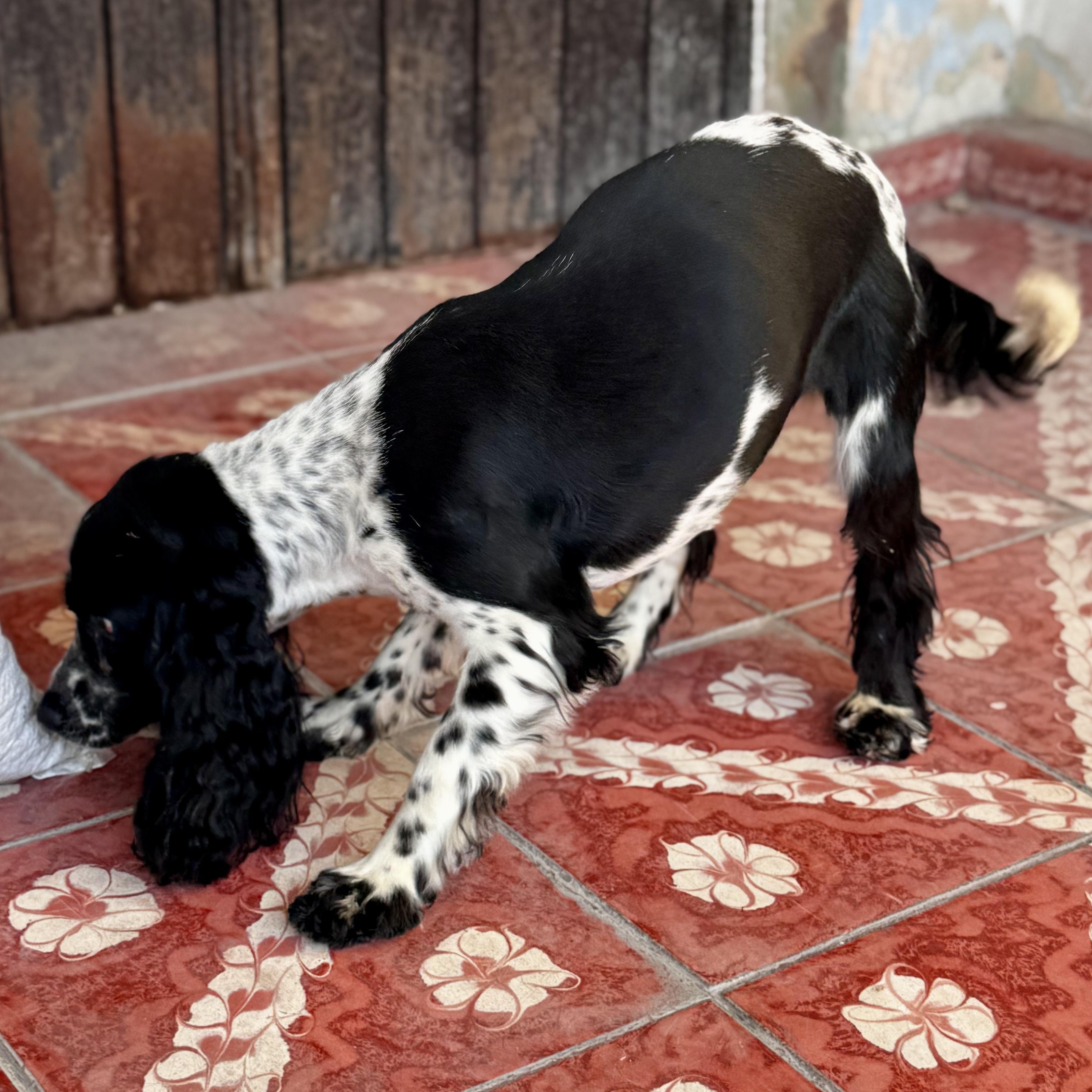 Enlarge Lola, an adopted Cocker Spaniel in Manvel, TX image 6/6