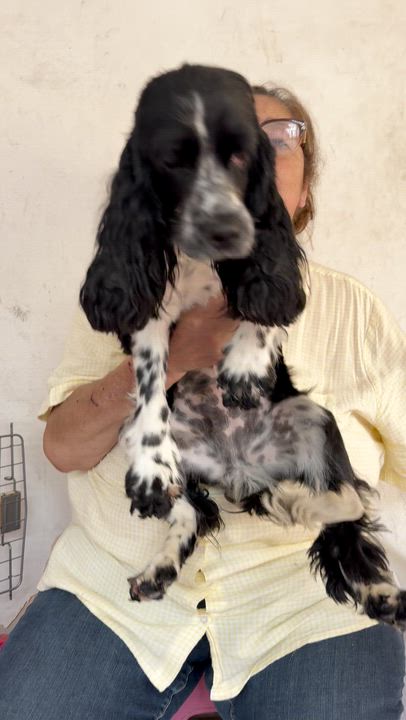 Enlarge Lola, an adopted Cocker Spaniel in Manvel, TX video 5/6