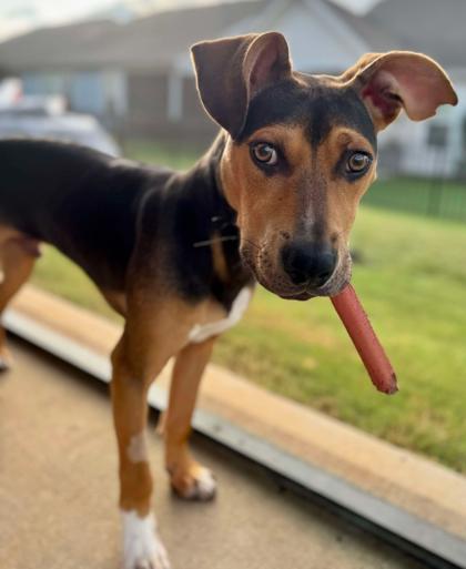 Biscuit, Adoptable, Puppy Male Hound & Terrier.