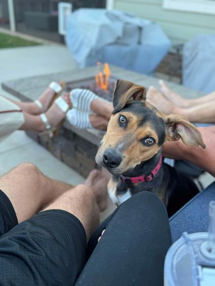 Biscuit, a Adoptable mixed breed in Malvern, PA image 2/3