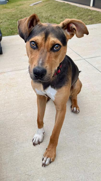 Biscuit, Adoptable, Puppy Male Hound & Terrier.