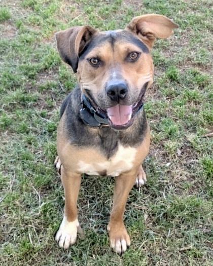 Biscuit, a Adoptable mixed breed in Malvern, PA image 3/3