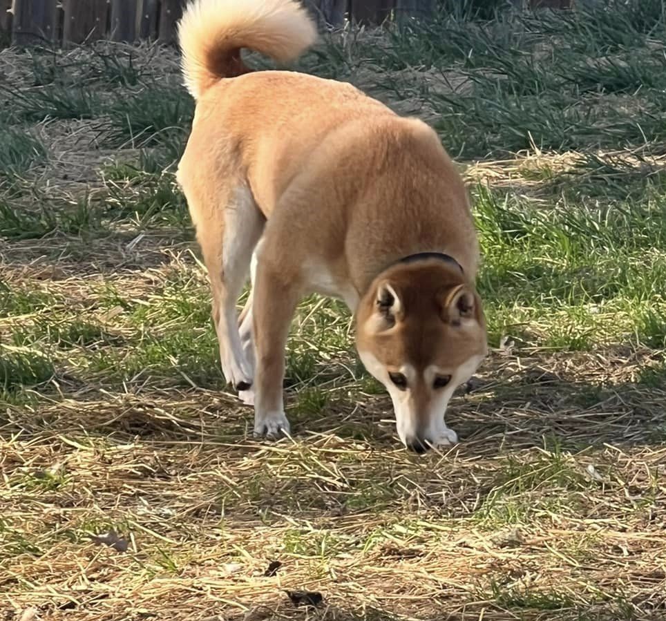 Enlarge Foxie Girl, a Adoptable Shiba Inu in Jonesburg, MO image 2/4