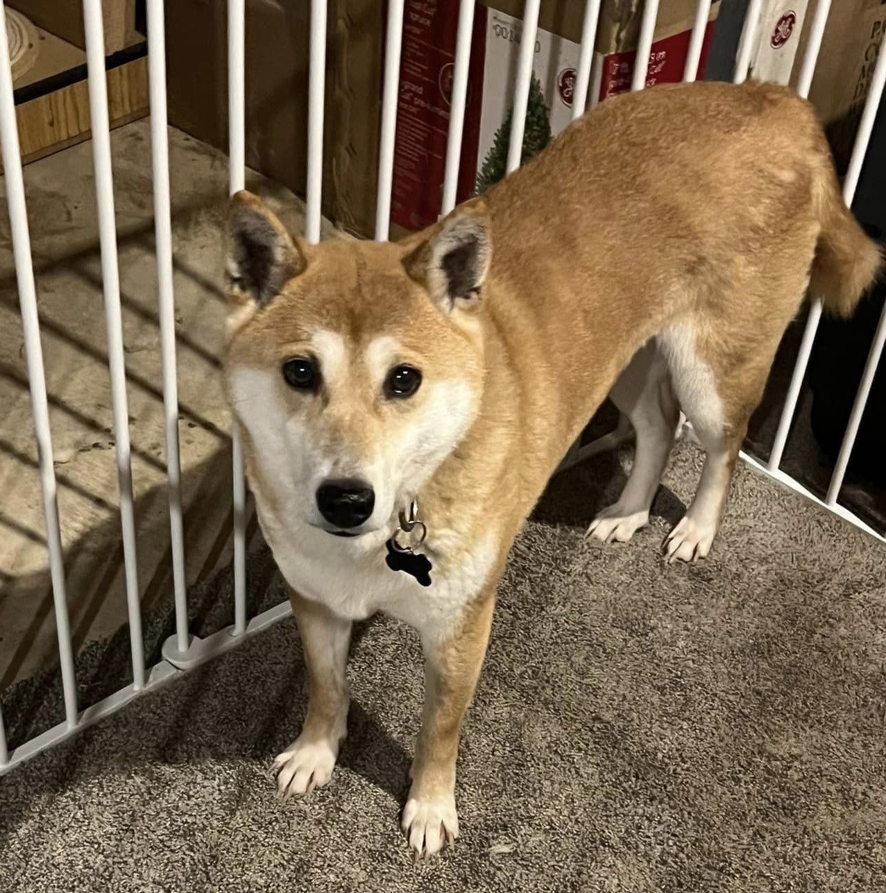 Enlarge Foxie Girl, a Adoptable Shiba Inu in Jonesburg, MO image 1/4