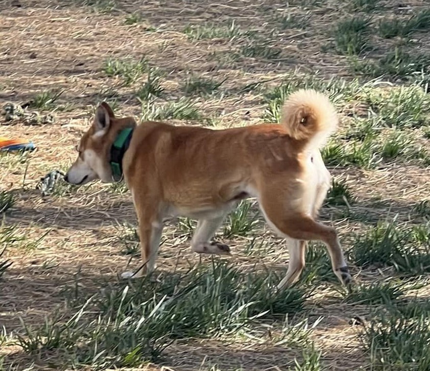 Enlarge Foxie Girl, a Adoptable Shiba Inu in Jonesburg, MO image 3/4
