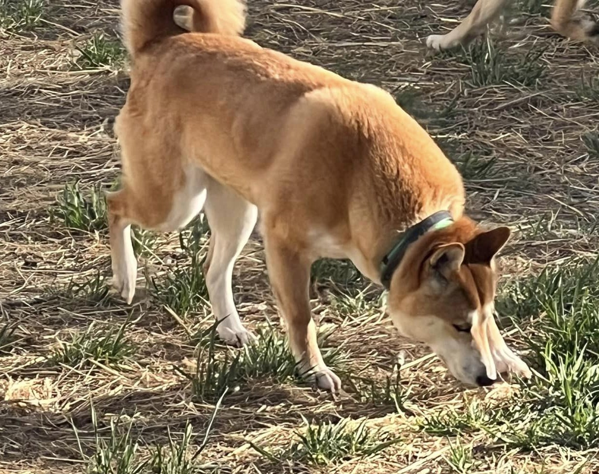 Enlarge Foxie Girl, a Adoptable Shiba Inu in Jonesburg, MO image 4/4