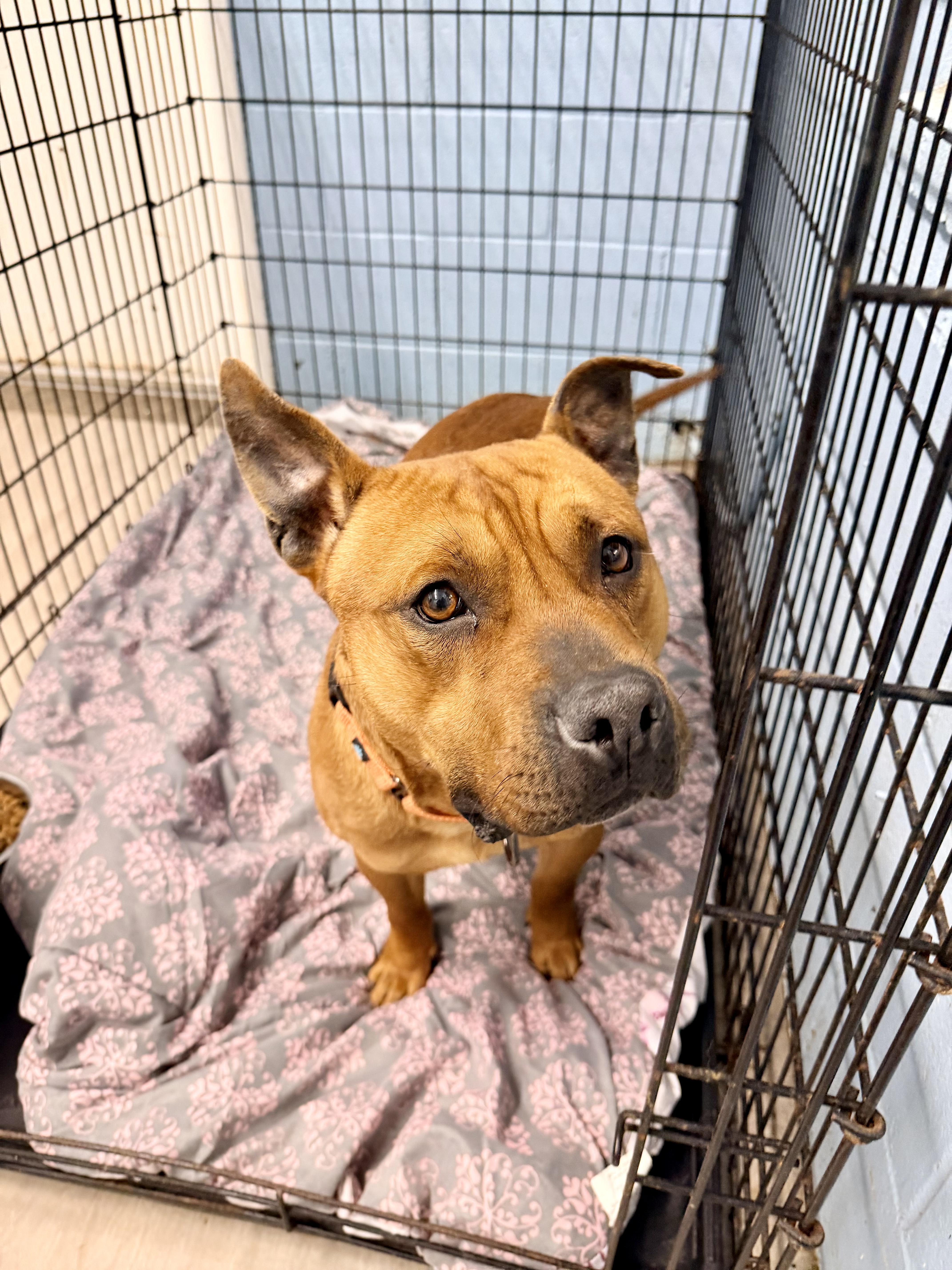 Enlarge Tom, a Adoptable mixed breed in Petersburg, VA image 3/6