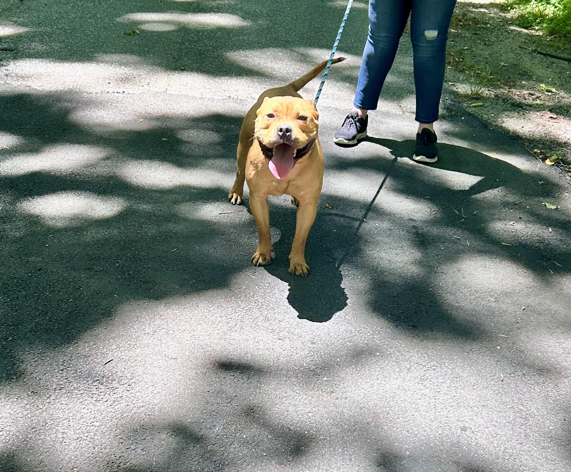 Tom, a Adoptable mixed breed in Petersburg, VA image 1/4