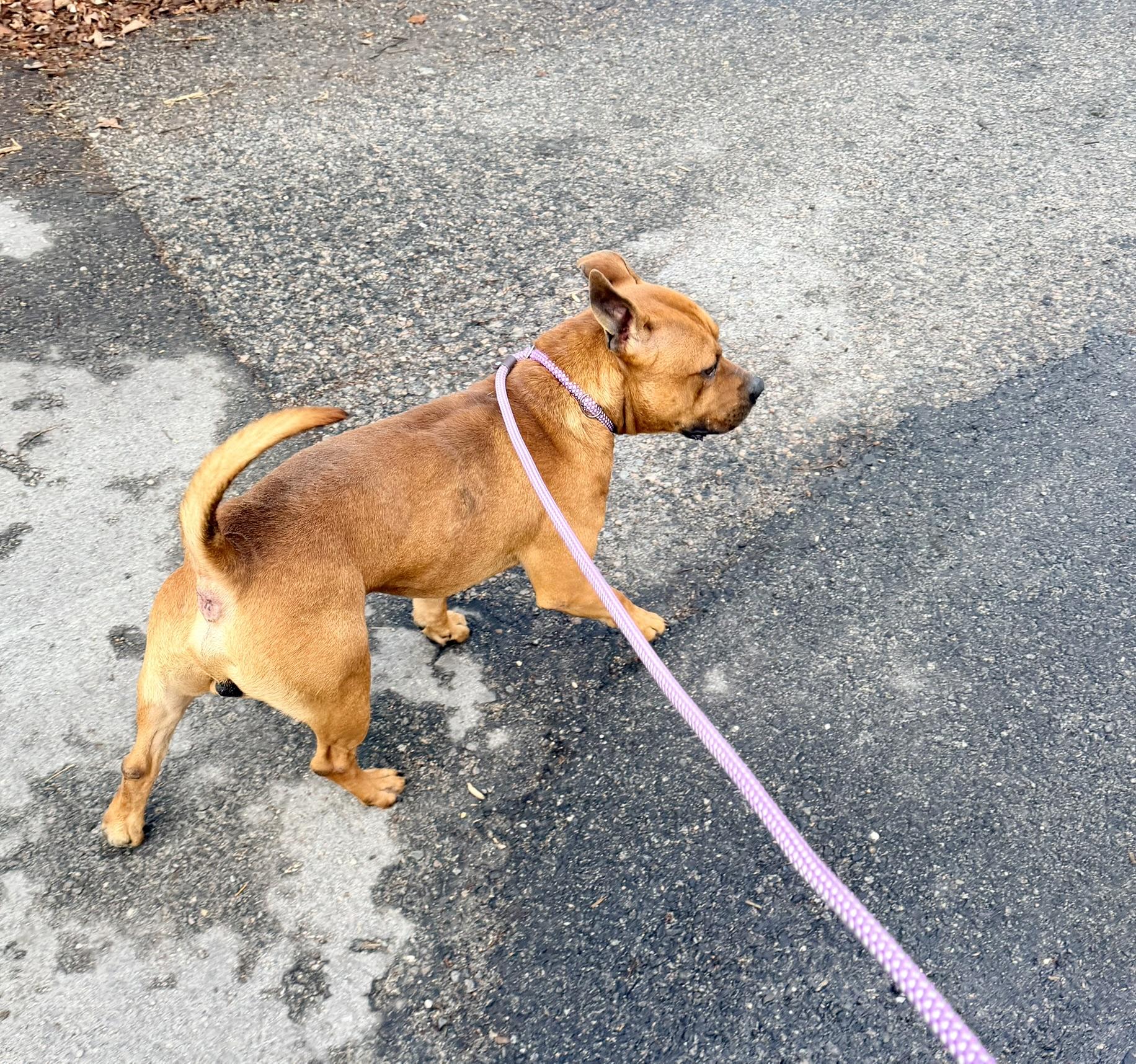 Tom, a Adoptable mixed breed in Petersburg, VA image 1/6