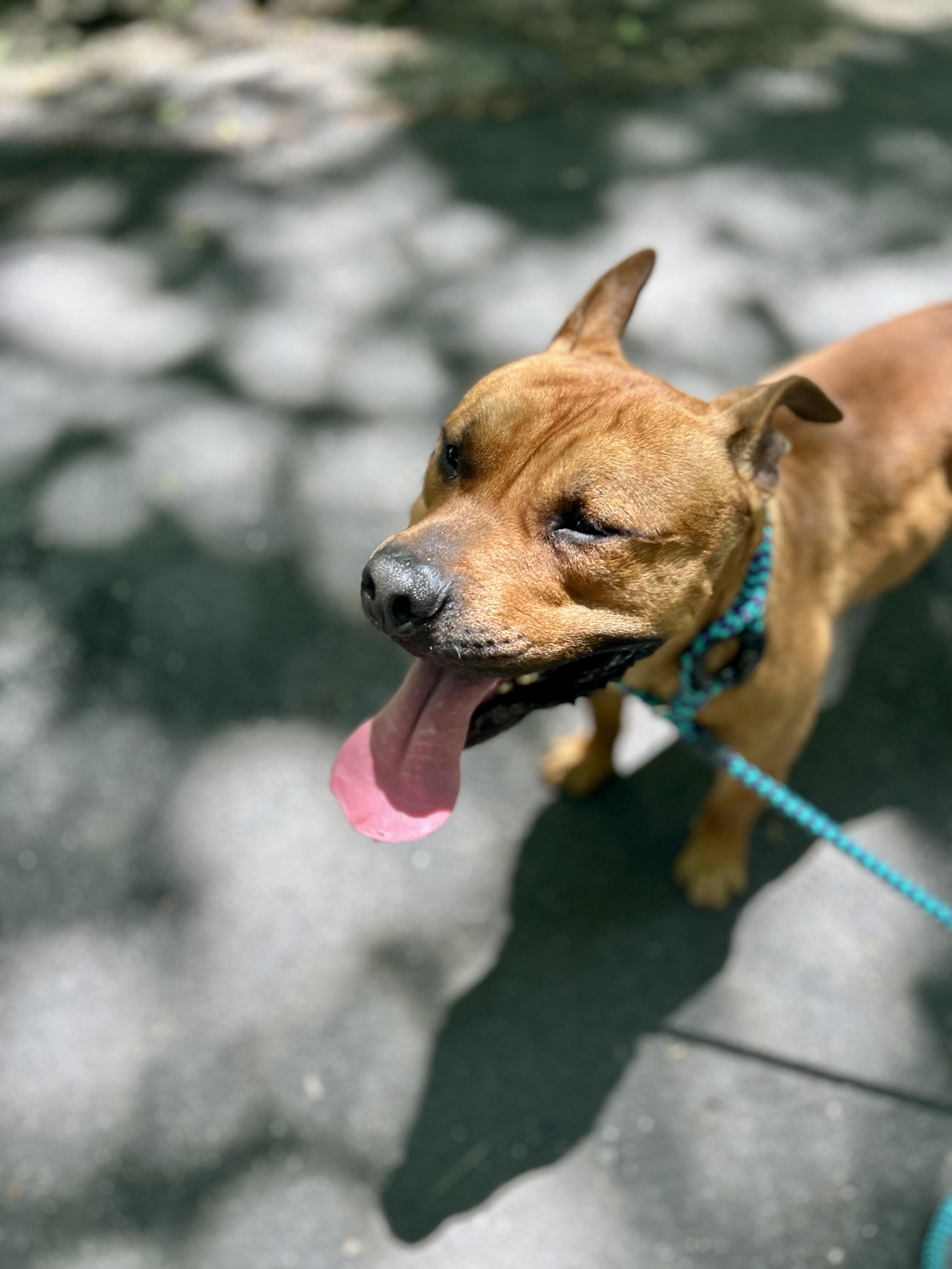 Tom, a Adoptable mixed breed in Petersburg, VA image 2/4