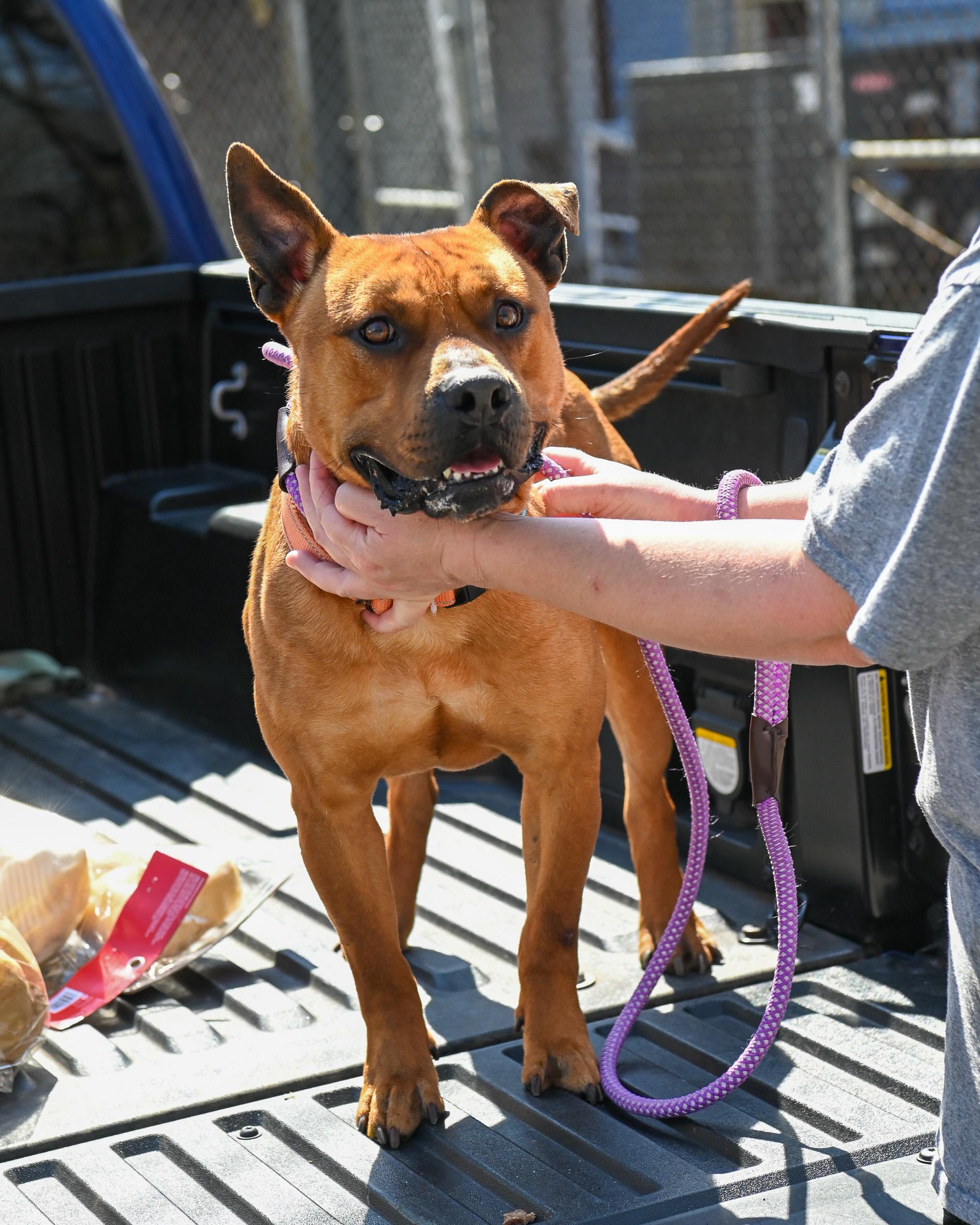 Enlarge Tom, a Adoptable mixed breed in Petersburg, VA image 6/6