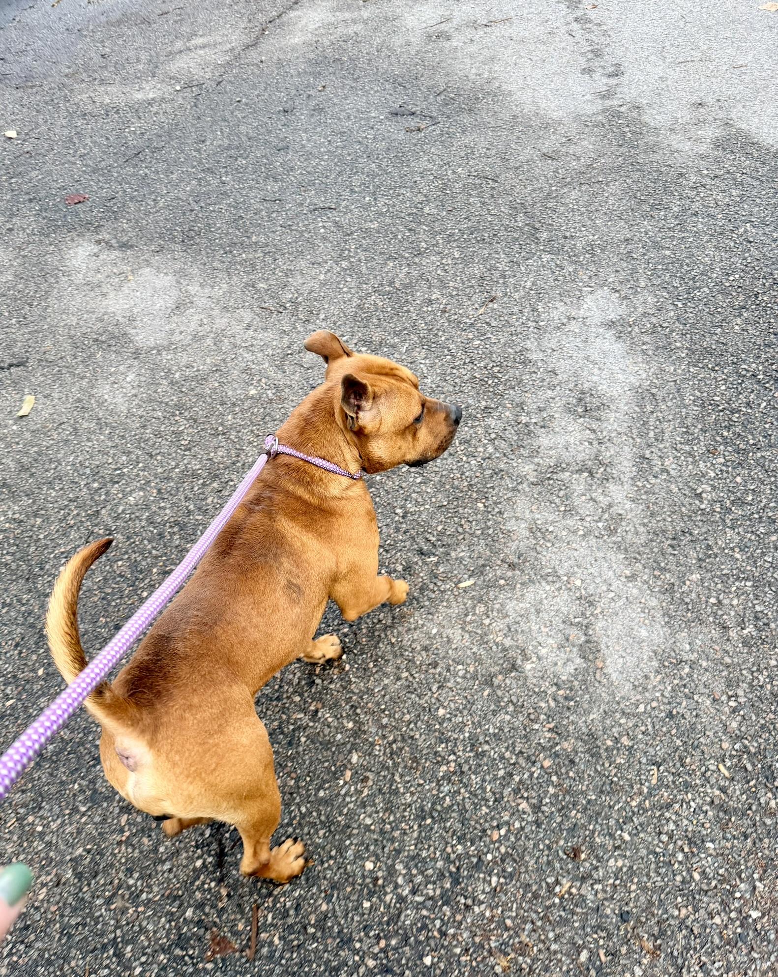 Tom, a Adoptable mixed breed in Petersburg, VA image 3/6