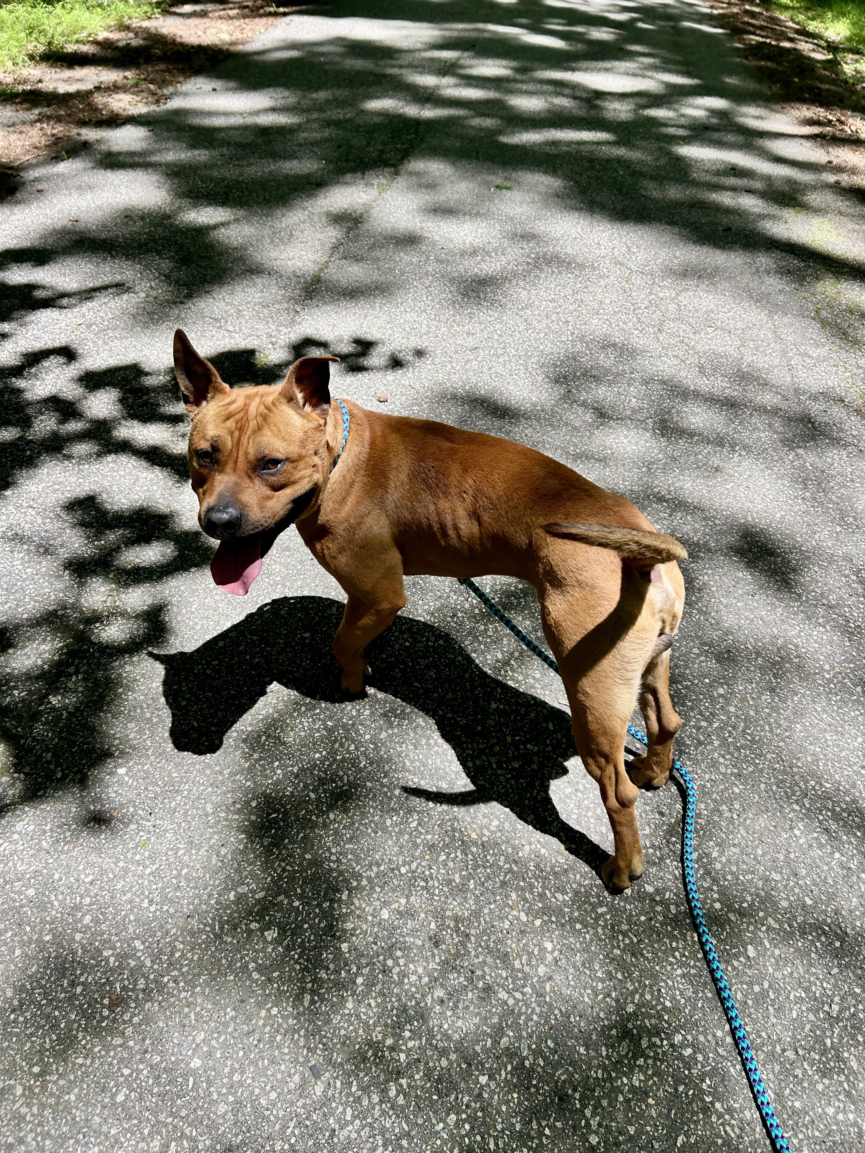 Tom, Adoptable, Young Male Staffordshire Bull Terrier & Pit Bull Terrier.