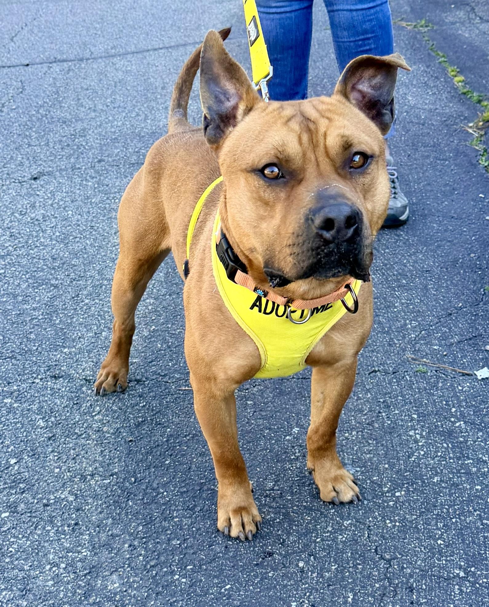 Tom, Adoptable, Young Male Staffordshire Bull Terrier & Pit Bull Terrier.