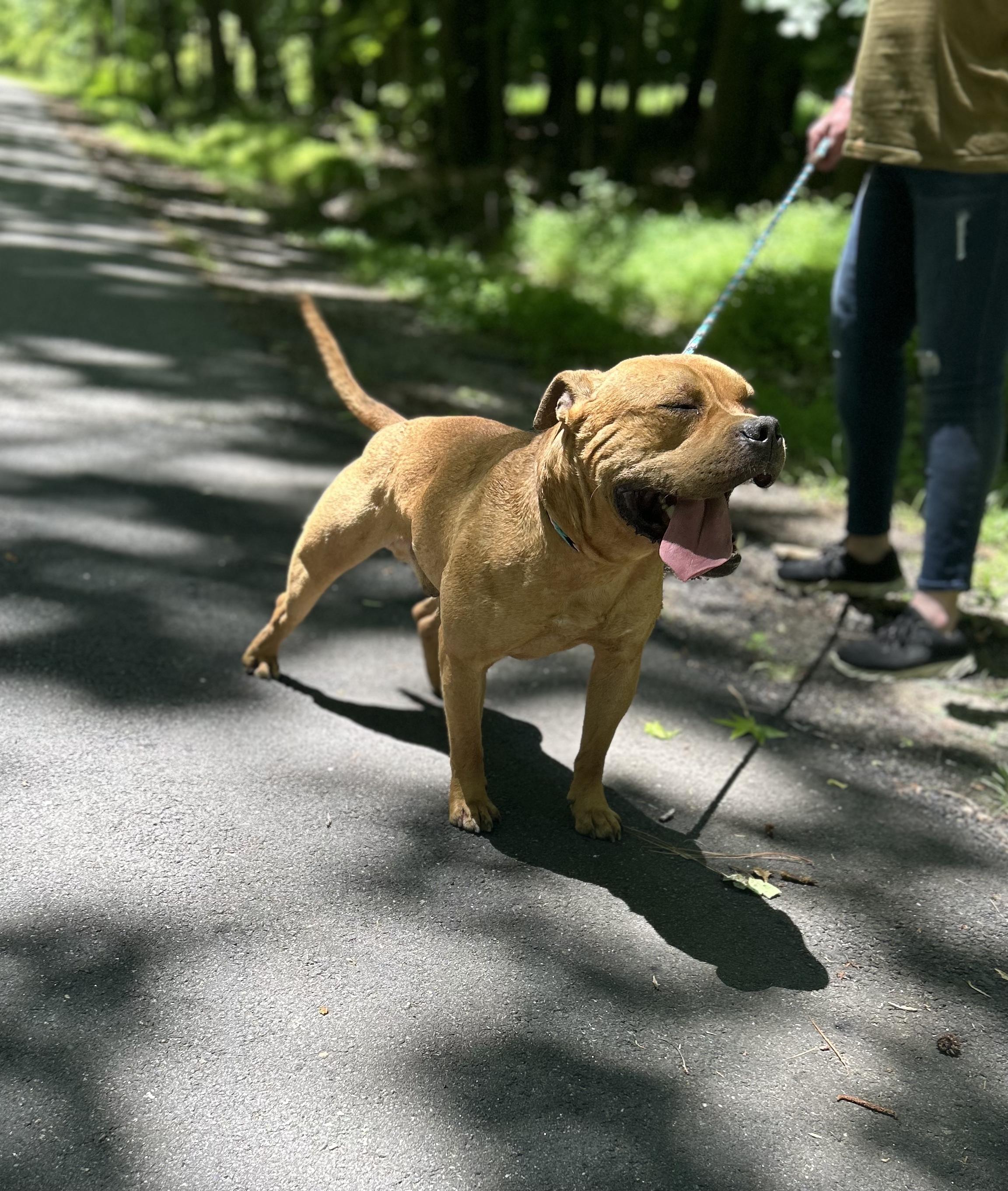 Tom, a Adoptable mixed breed in Petersburg, VA image 4/4