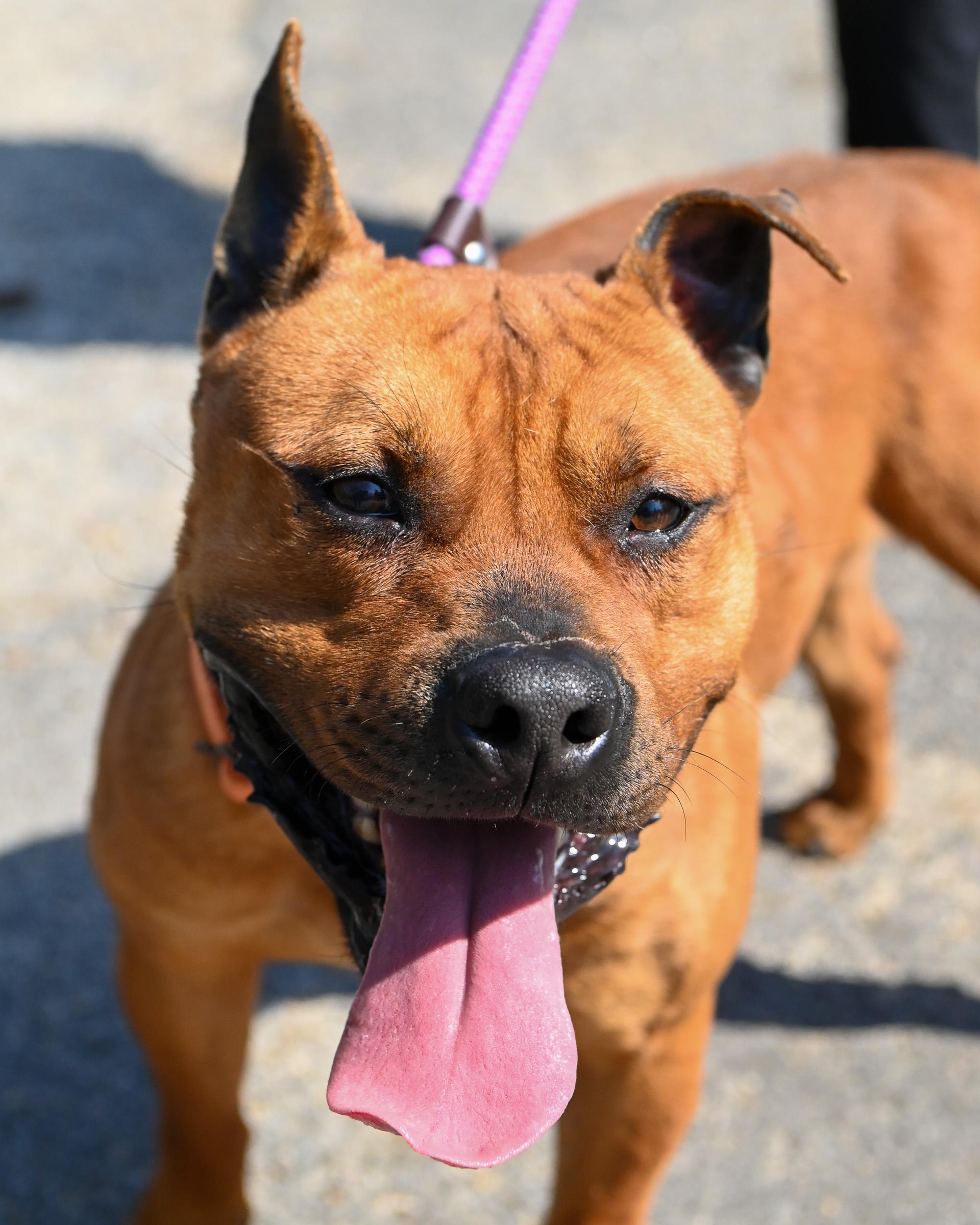 Tom, Adoptable, Young Male Staffordshire Bull Terrier & Pit Bull Terrier.