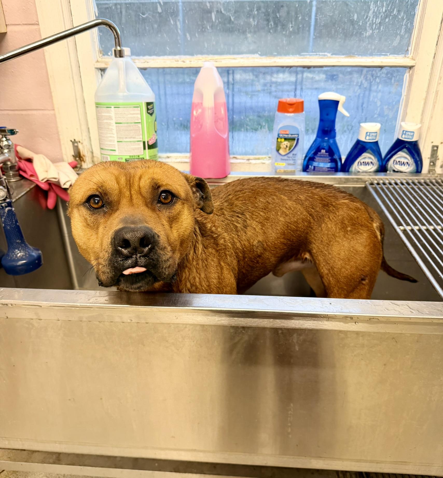 Enlarge Tom, a Adoptable mixed breed in Petersburg, VA image 4/6