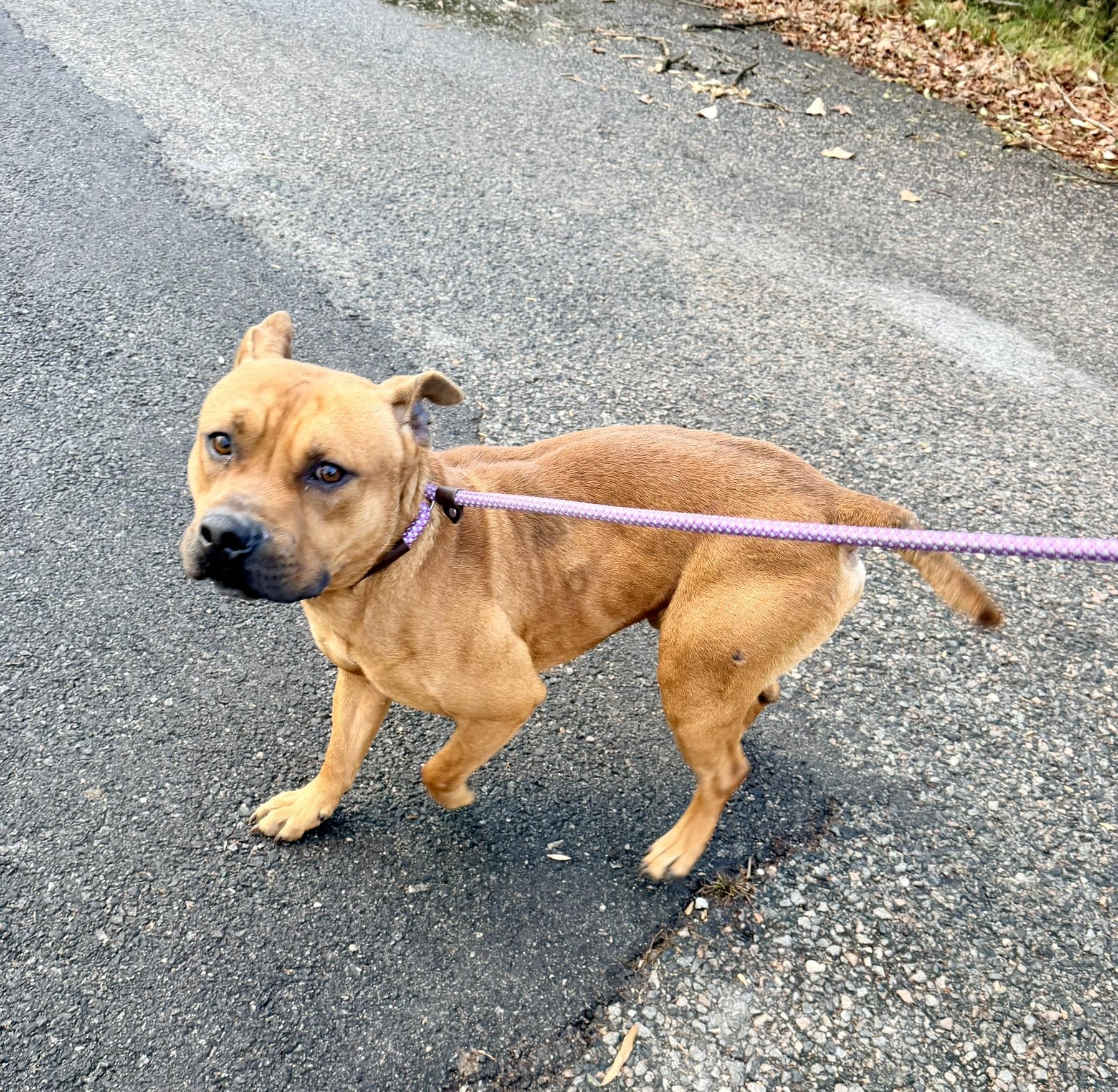 Tom, a Adoptable mixed breed in Petersburg, VA image 4/6