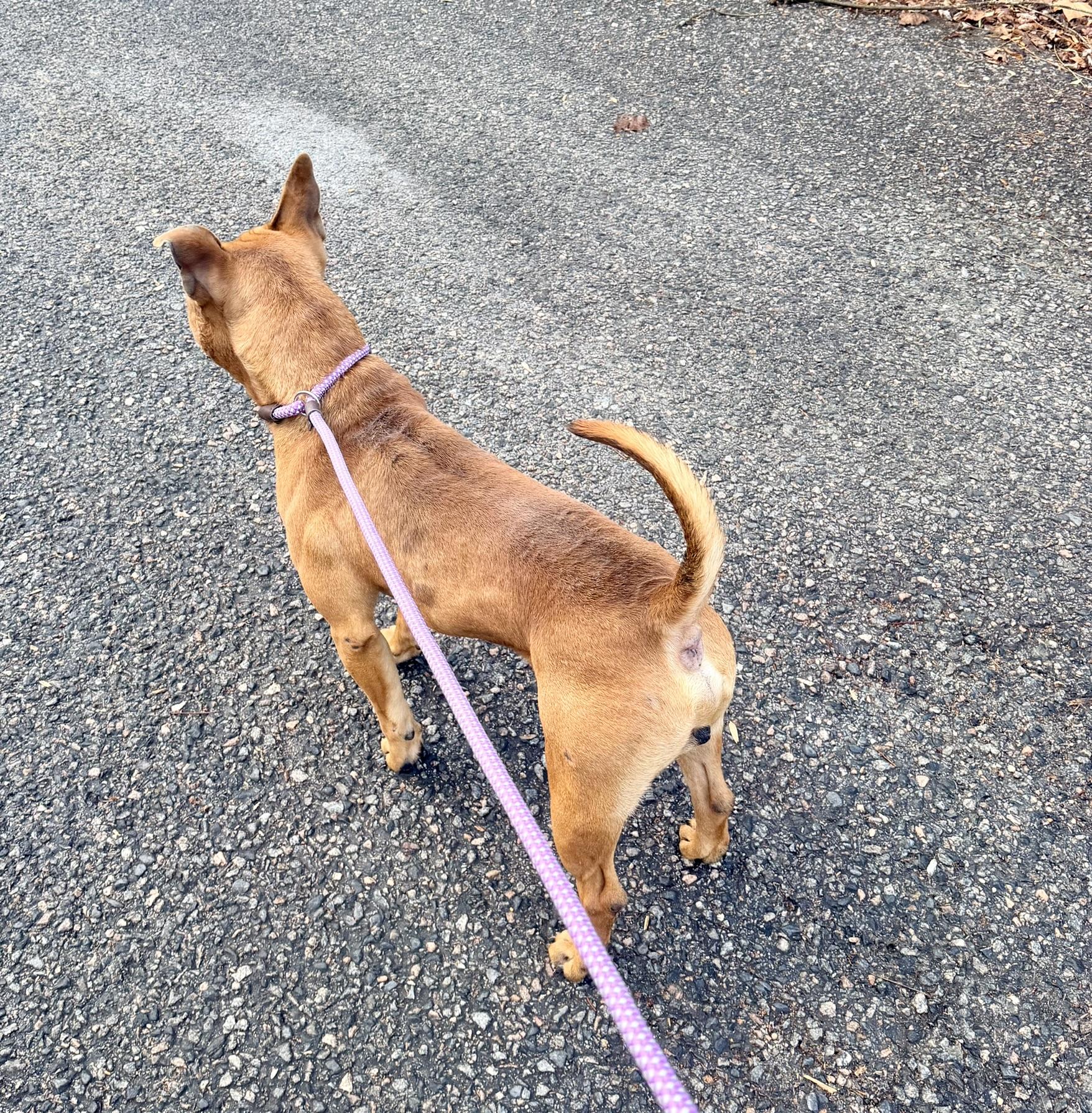 Tom, a Adoptable mixed breed in Petersburg, VA image 5/6