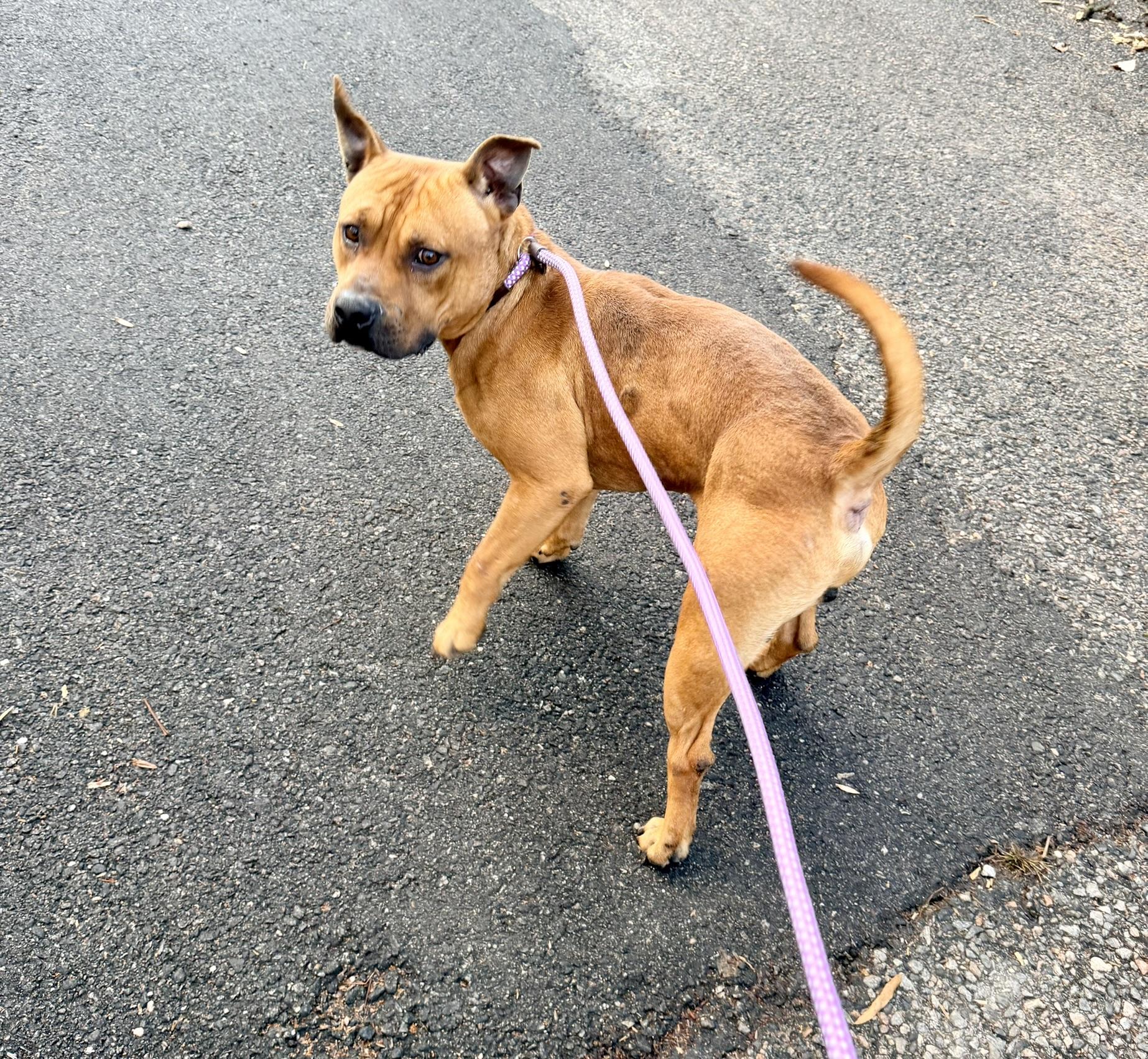 Tom, Adoptable, Young Male Staffordshire Bull Terrier & Pit Bull Terrier.