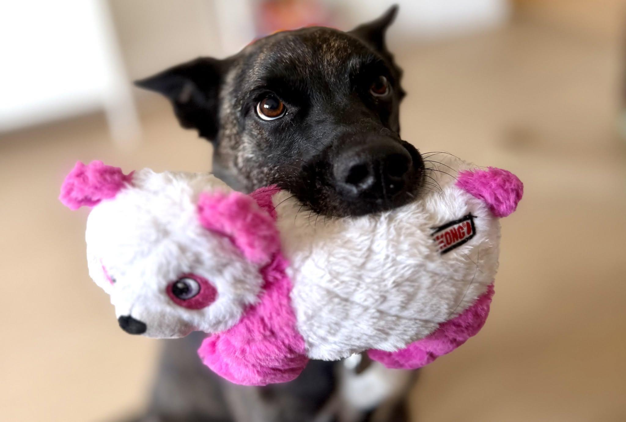 SPYRO, a ADOPTABLE mixed breed in Montreal, QC image 2/2