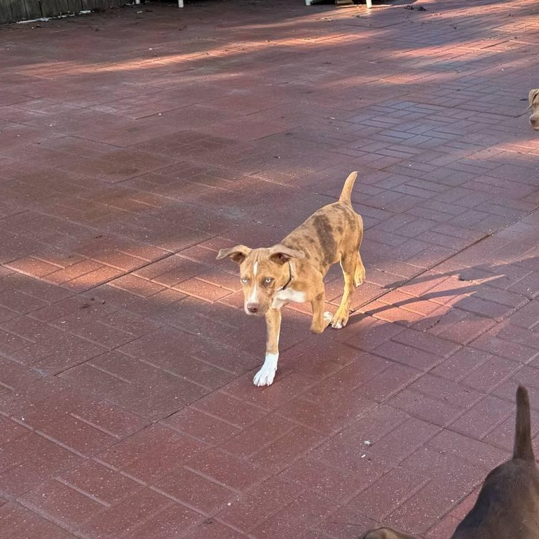 Francesca, Young Female Boxer