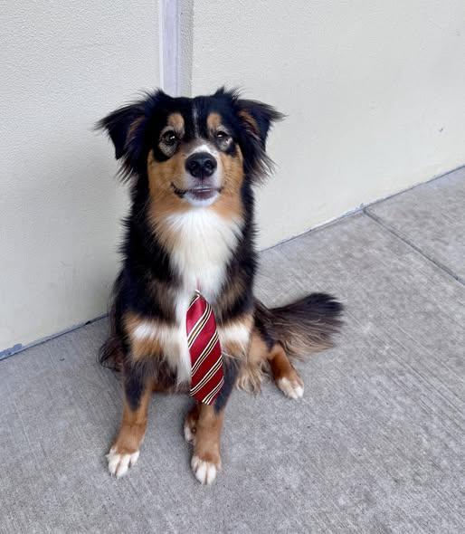 Amos, Adoptable, Young Male Border Collie.