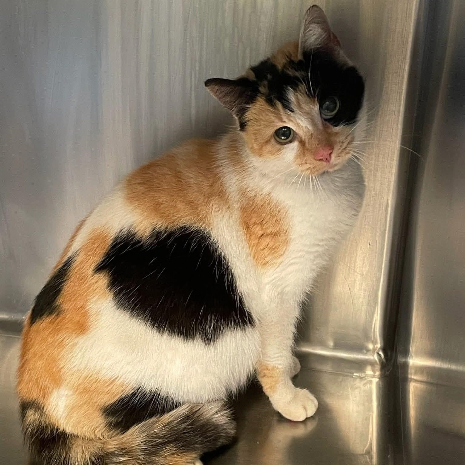Paloma, Adult Female Domestic Short Hair
