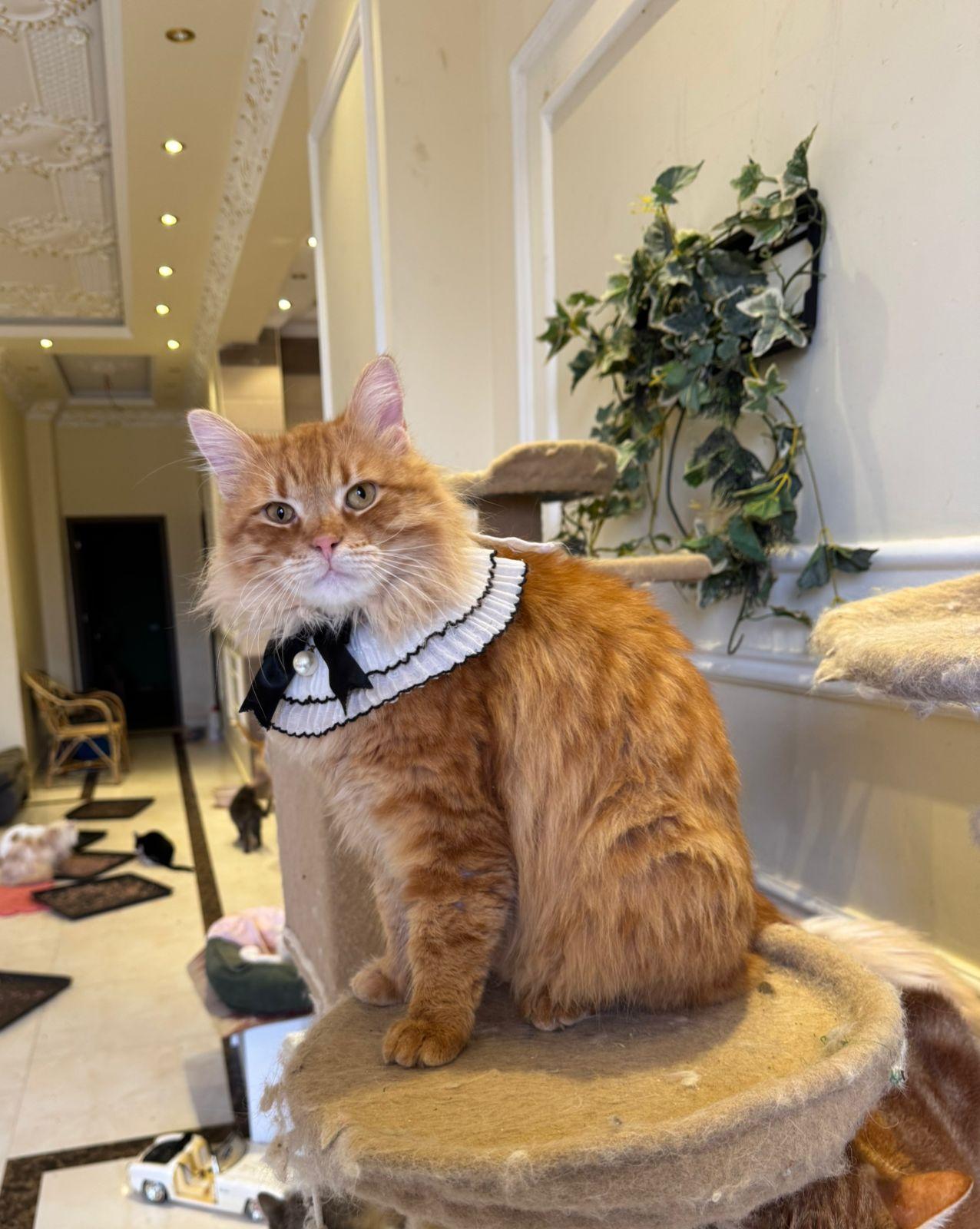 Enlarge FLORENCE, a Adopted Persian in Mahwah, NJ image 4/6