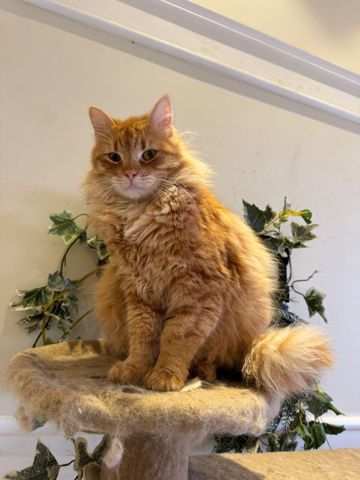 FLORENCE, Adopted, Adult Female Persian.