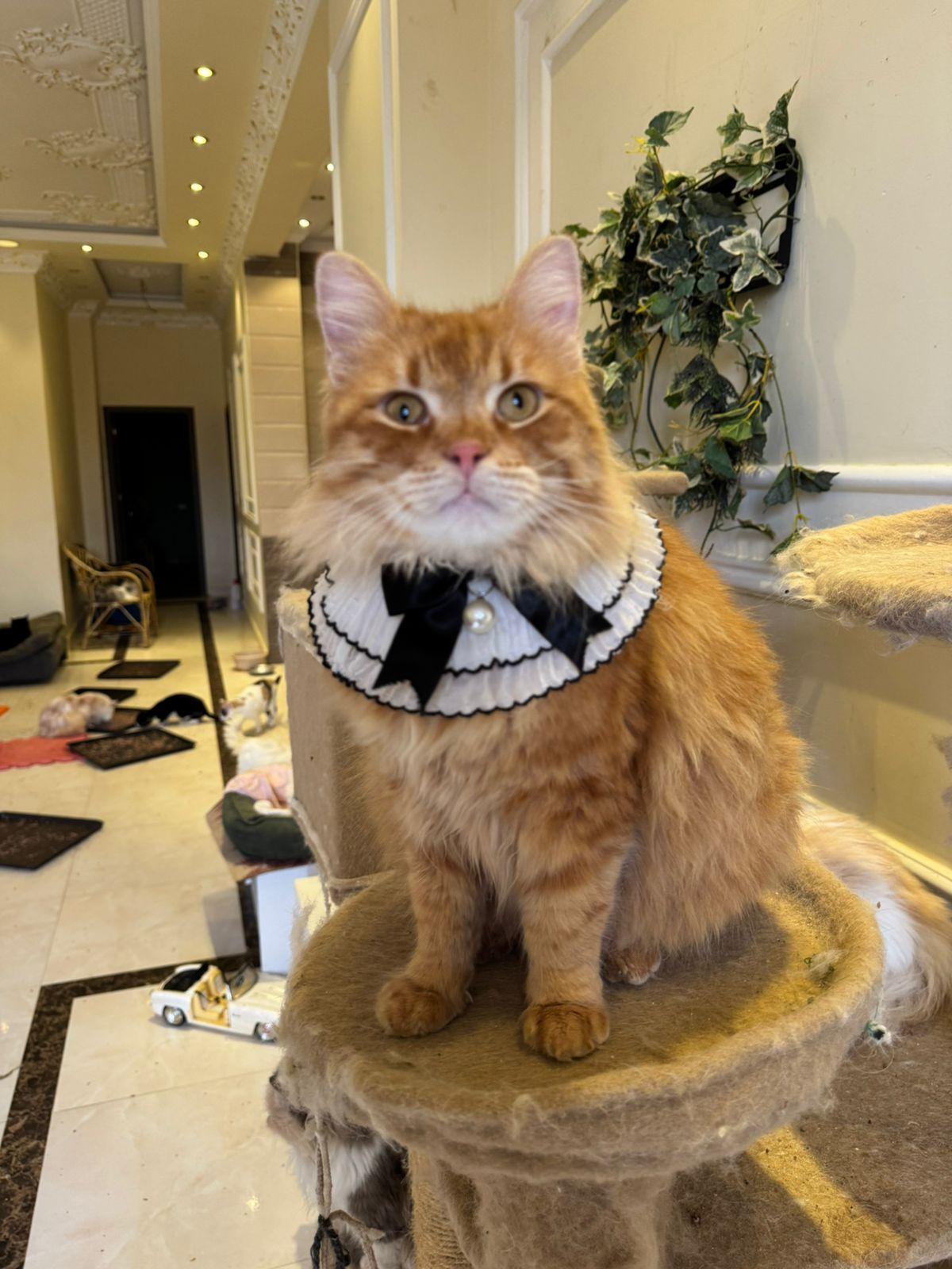 Enlarge FLORENCE, a Adopted Persian in Mahwah, NJ image 1/6