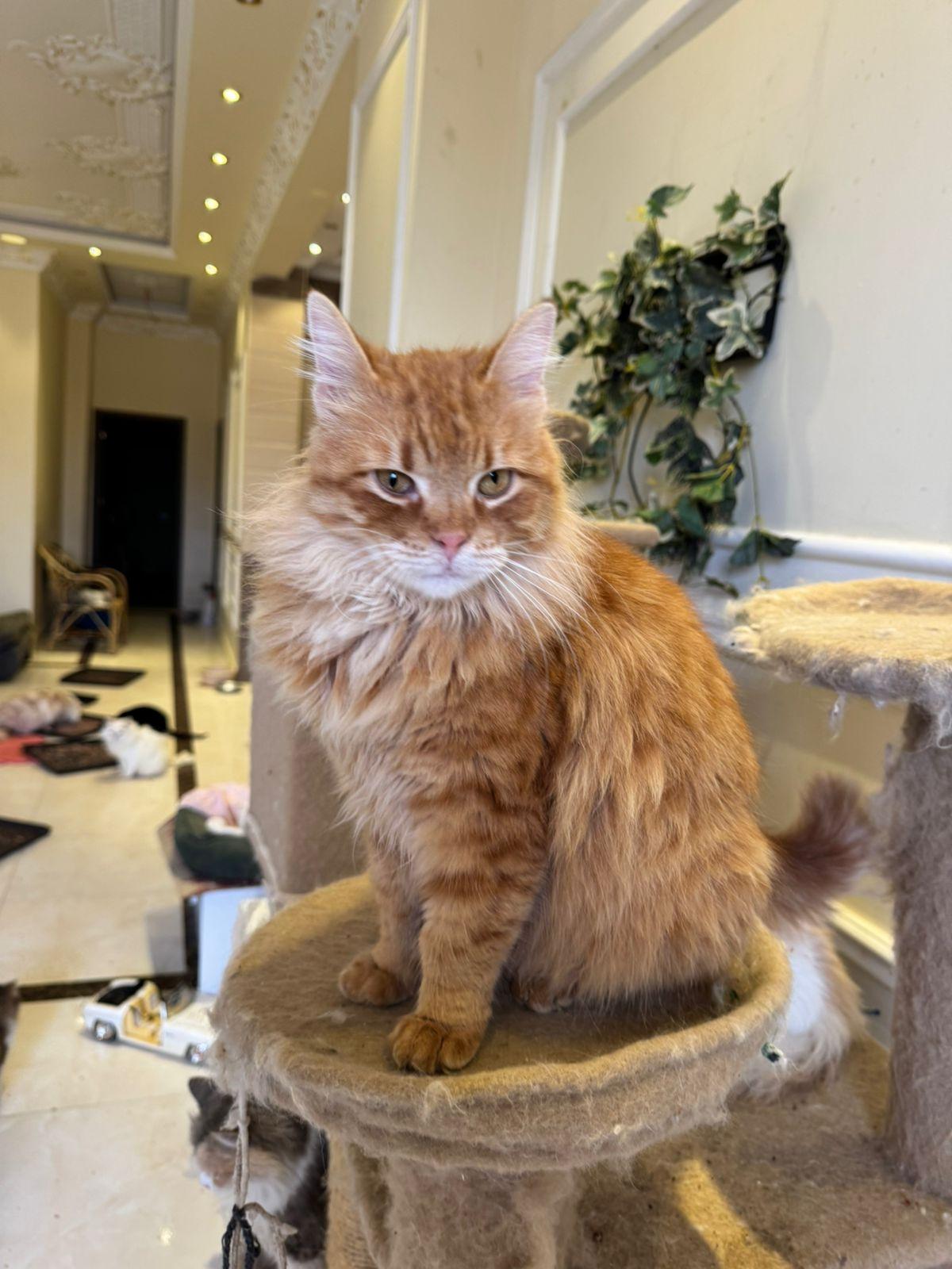 Enlarge FLORENCE, a Adopted Persian in Mahwah, NJ image 5/6