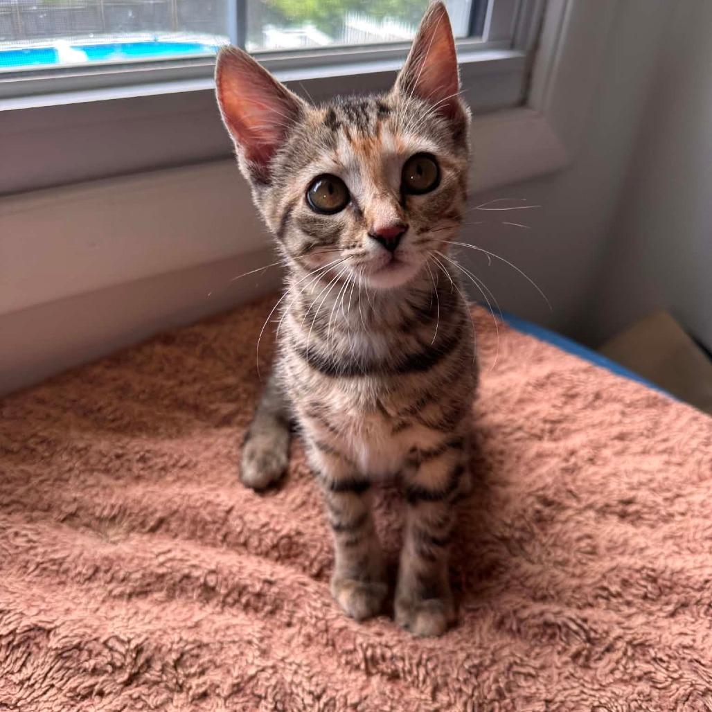 Thelma, Adoptable, Kitten Female Domestic Short Hair.
